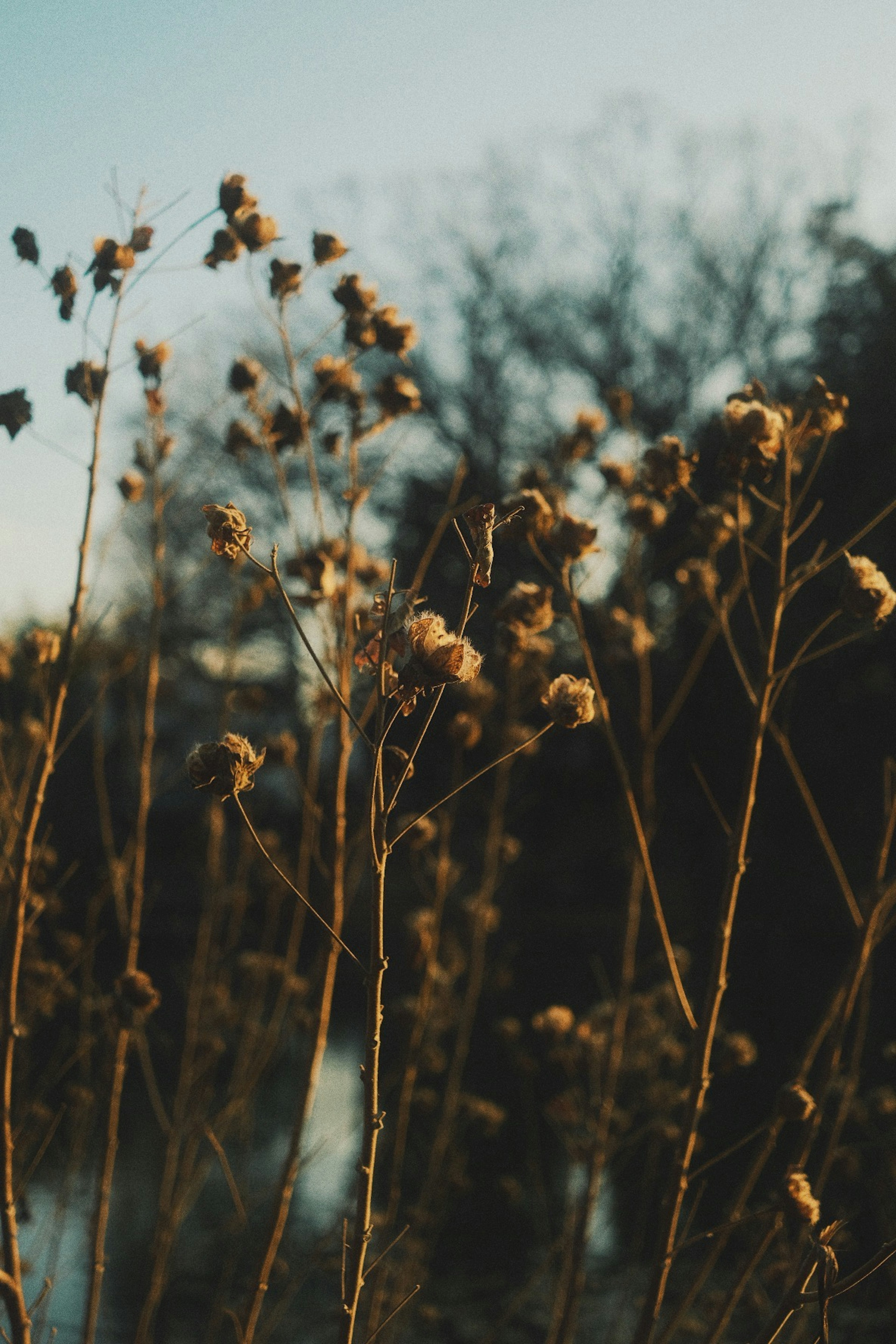 Dried plant stems and seed heads with a blurred water background