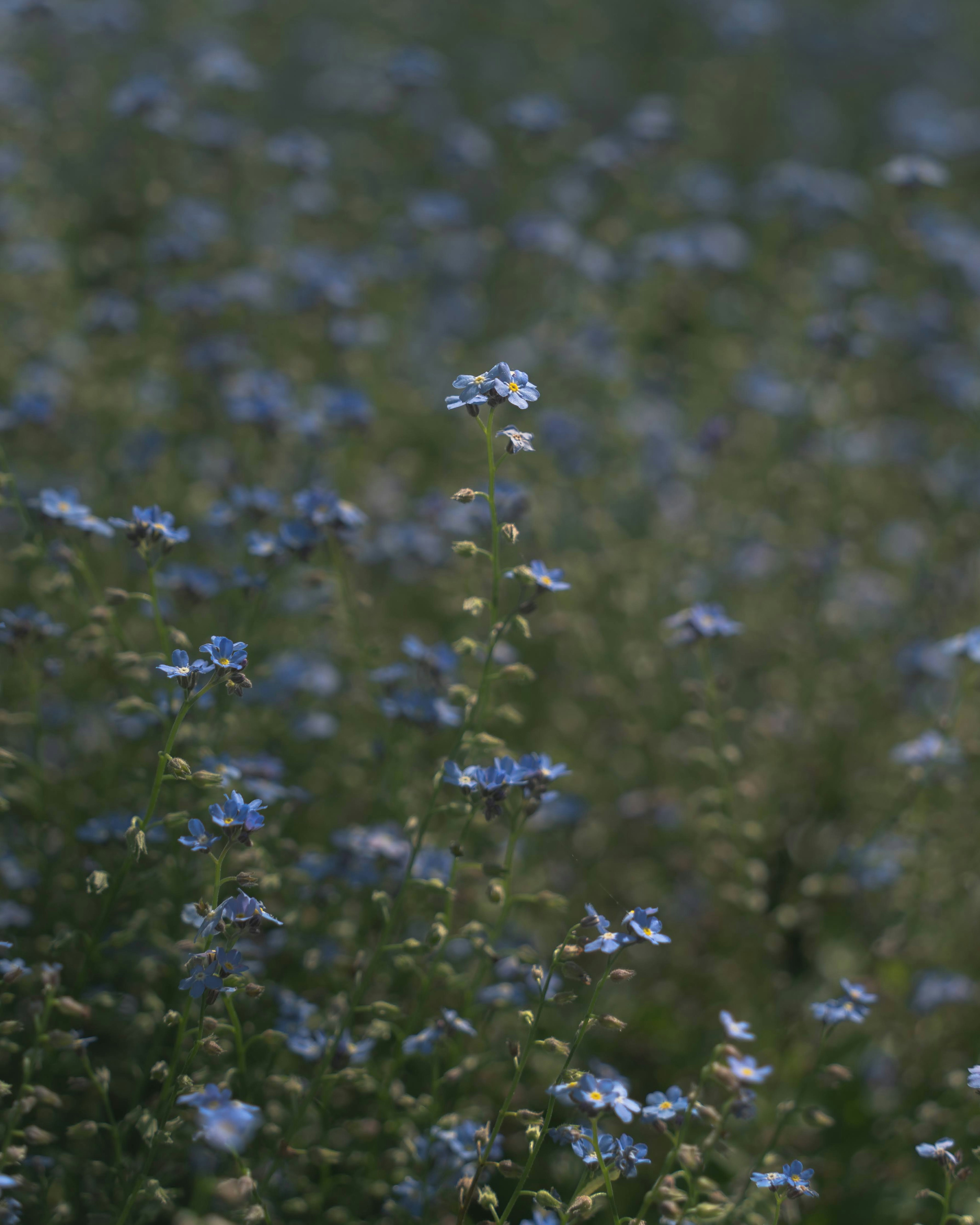 青い花が咲いている草原の風景