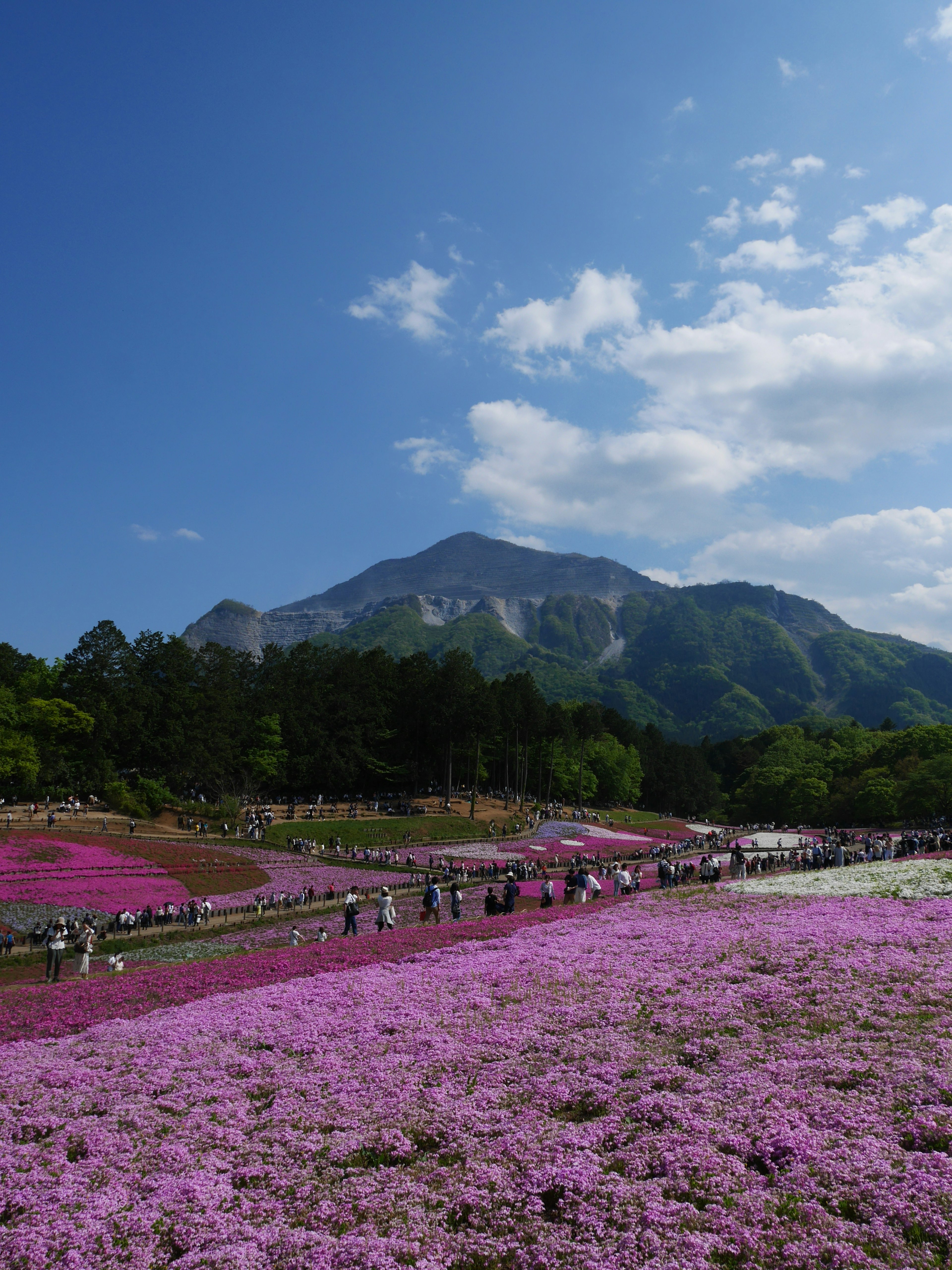 Landschaft mit Bergen und einem Feld von rosa Blumen