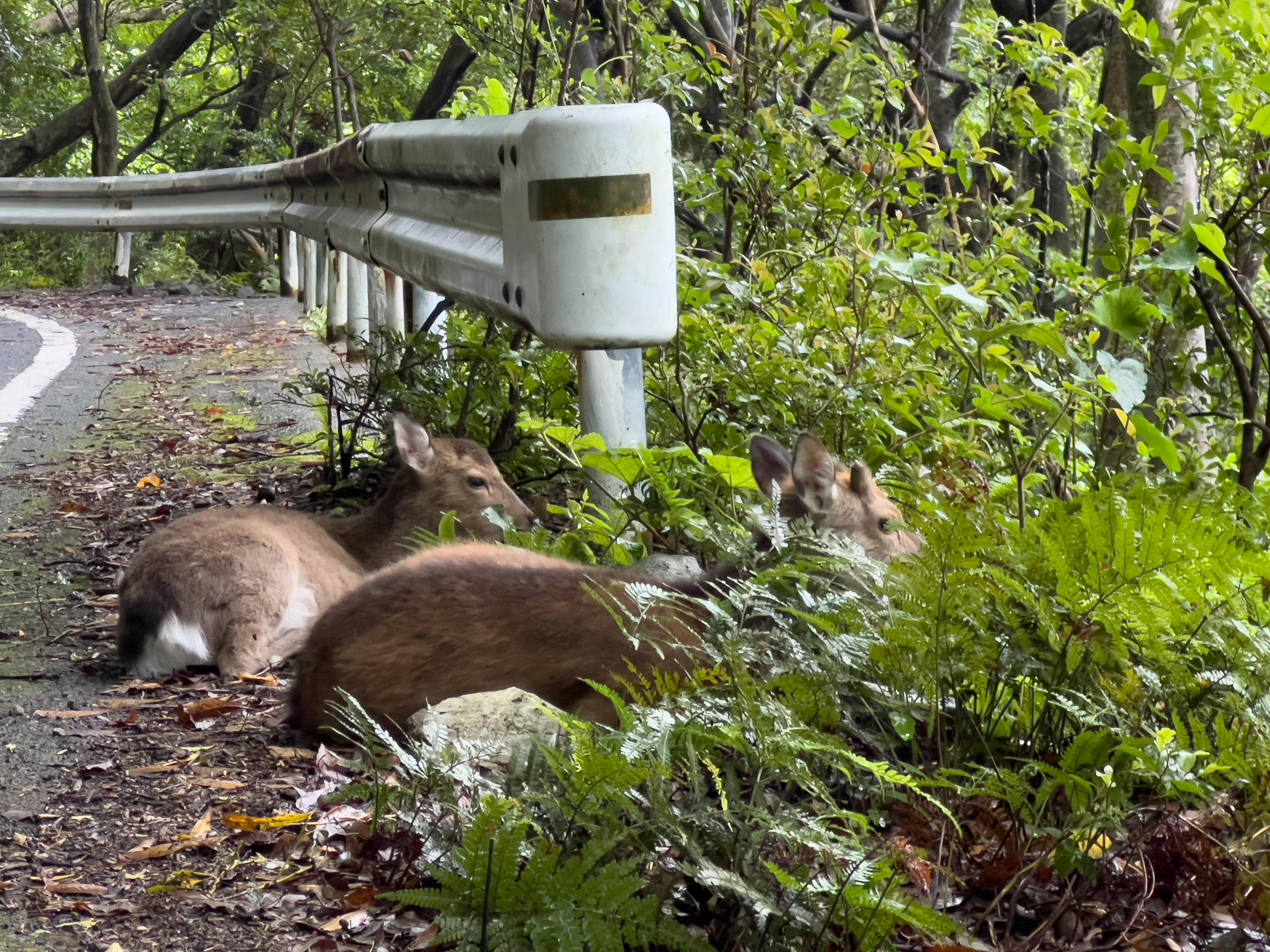 Rusa beristirahat di antara tanaman hijau di tepi jalan