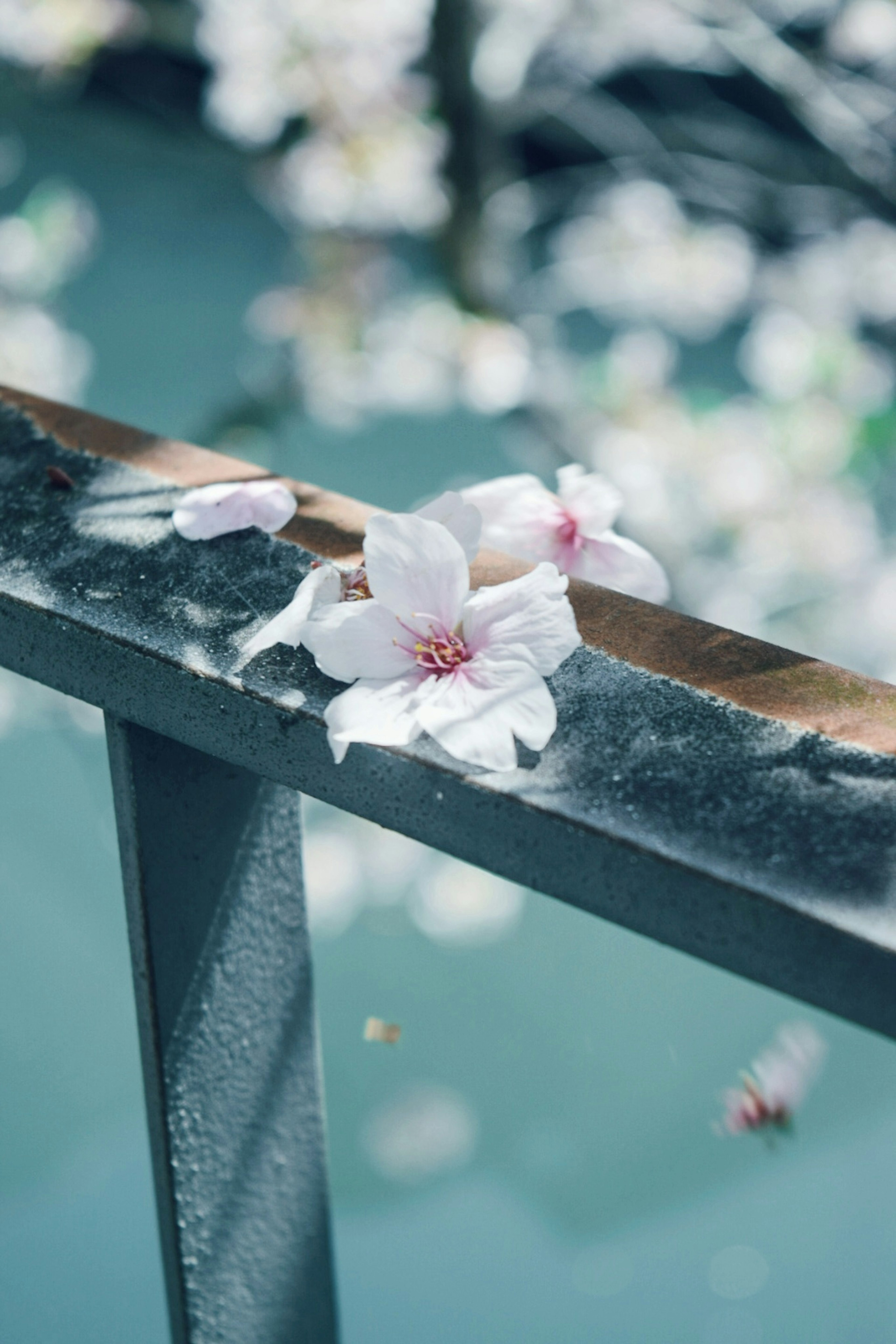 Primo piano di fiori di ciliegio su un corrimano vicino all'acqua