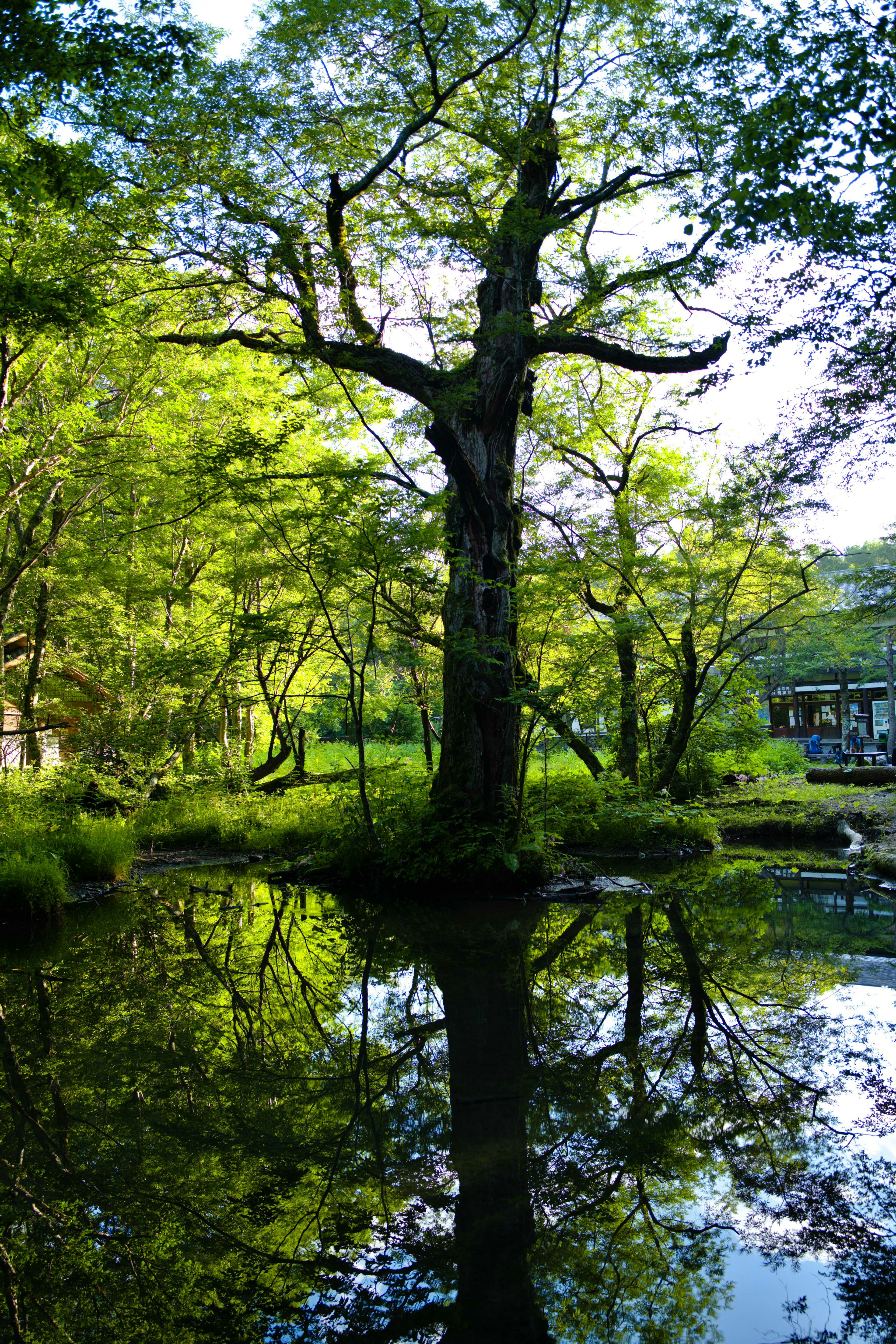 Ein großer Baum steht neben einem ruhigen Teich mit seinem Spiegelbild