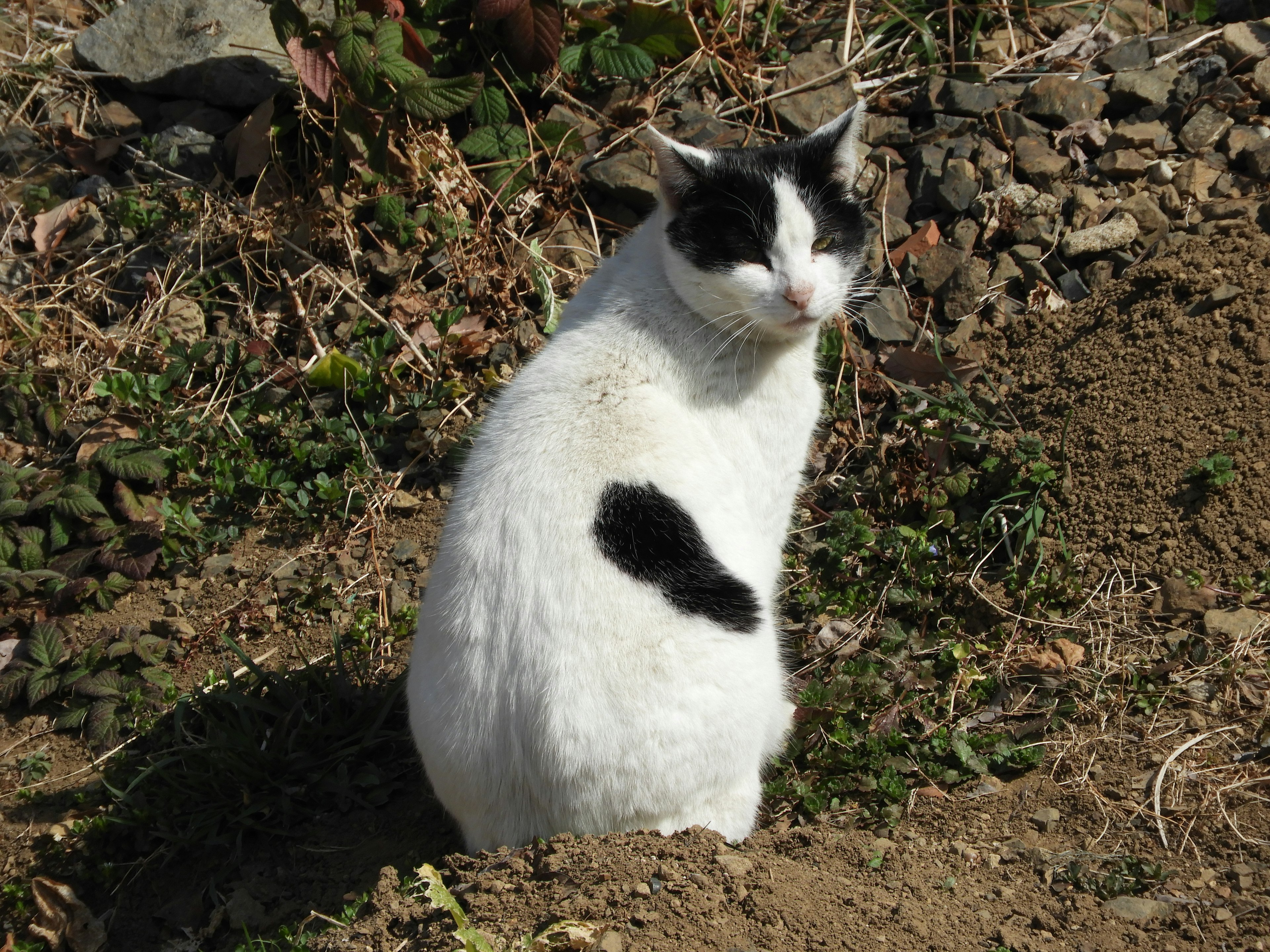 Un gato con manchas negras y blancas sentado en un entorno natural