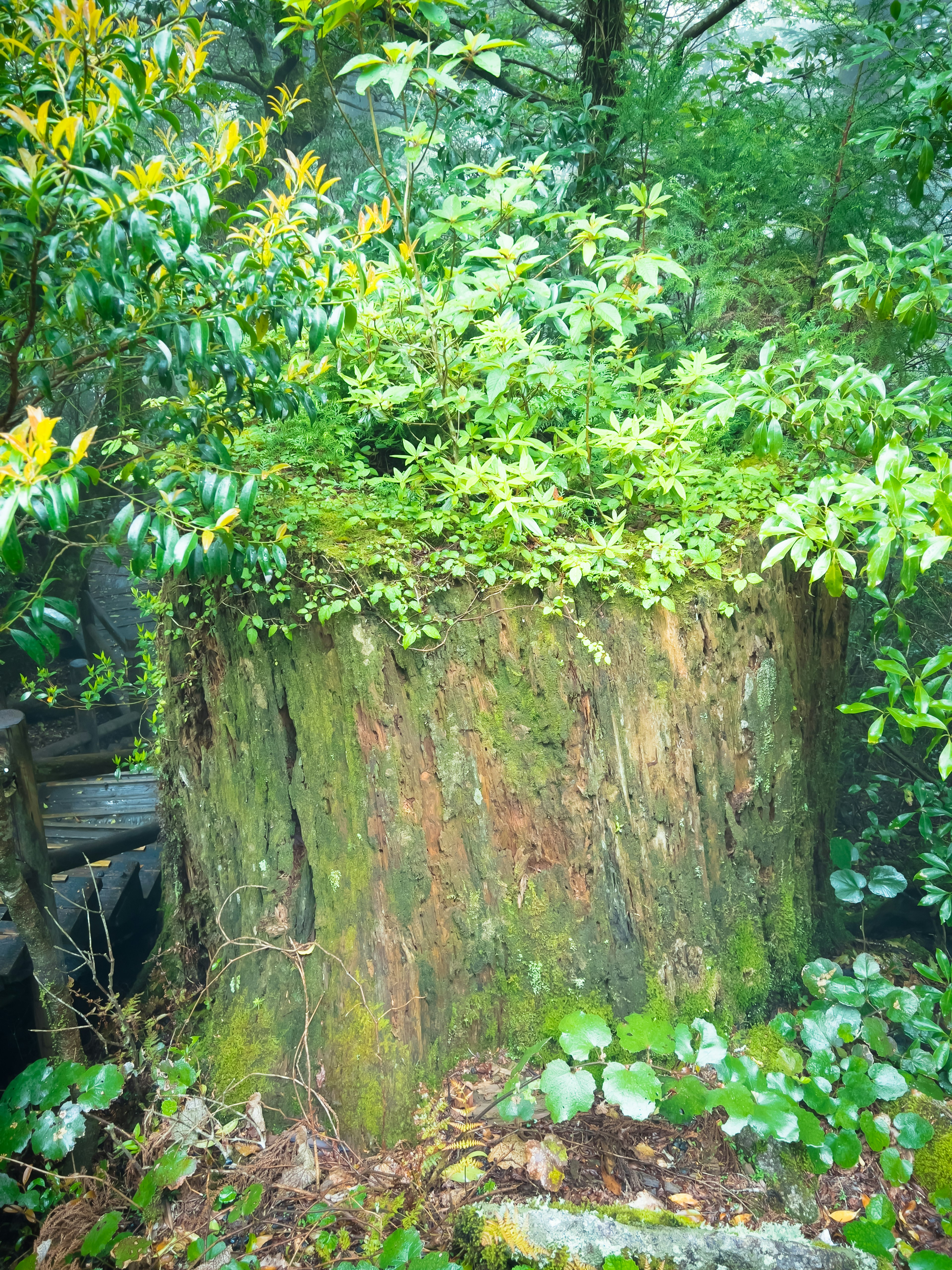 A tree stump covered with green plants surrounded by lush vegetation