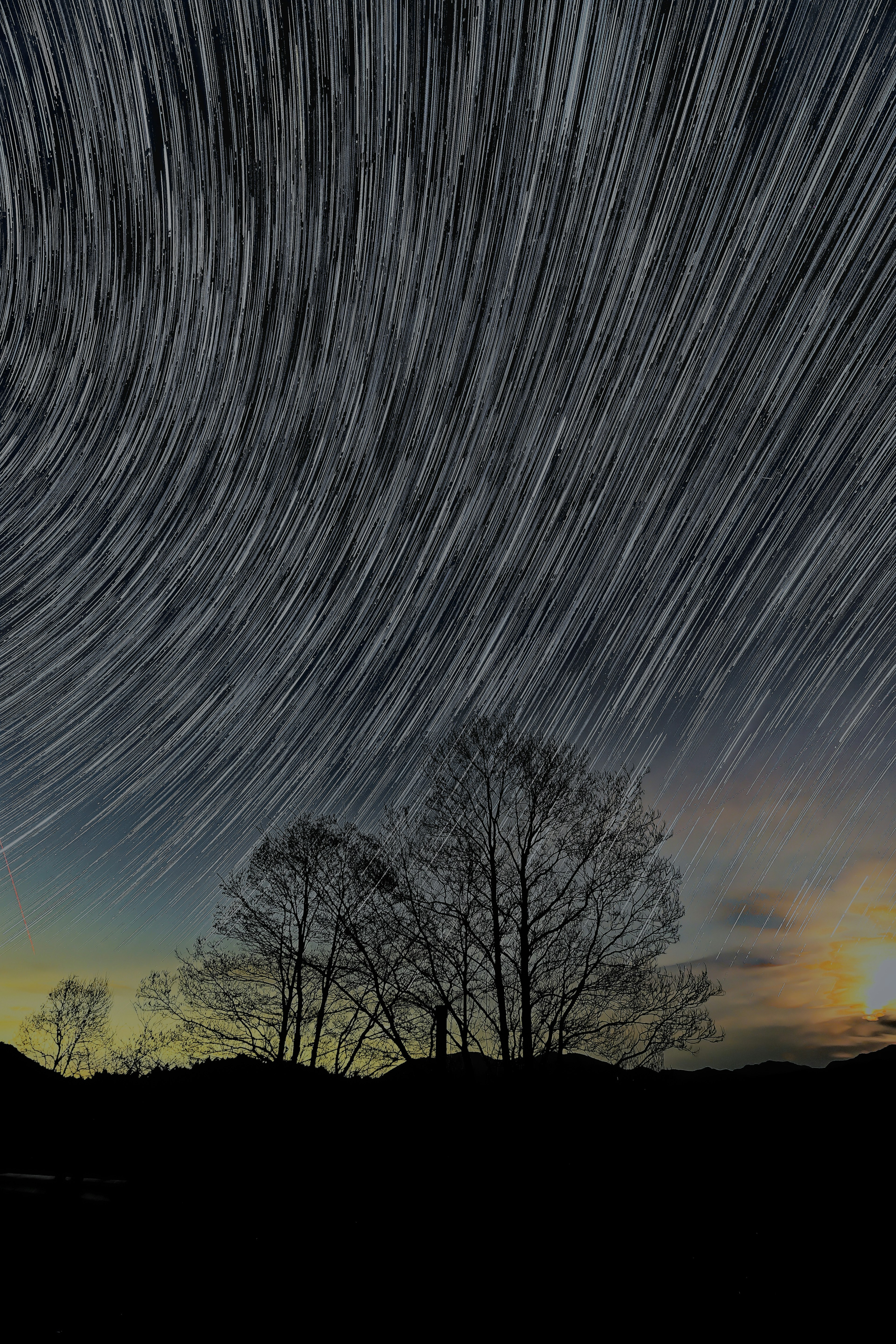 Star trails in a night sky with silhouetted trees