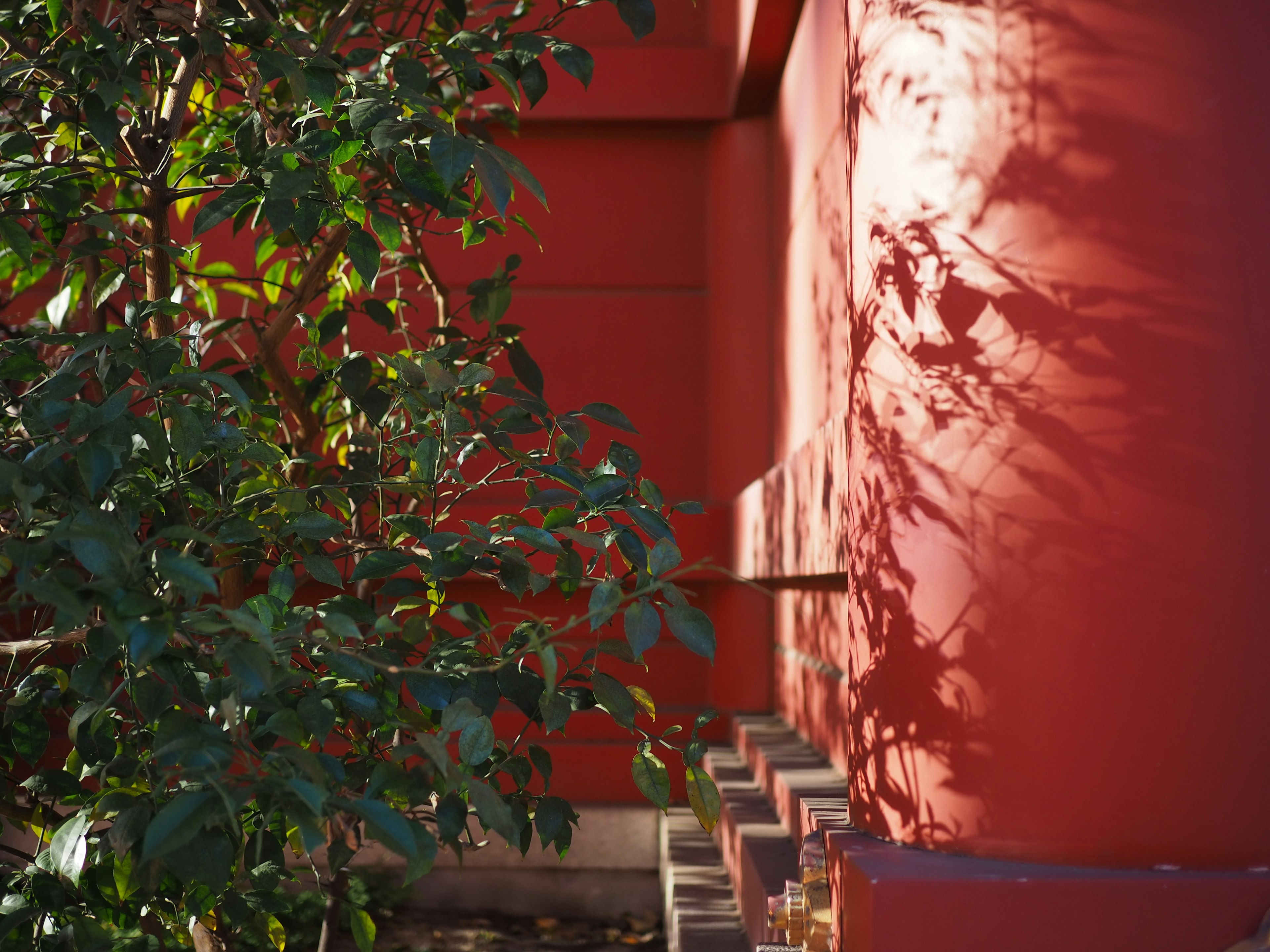 Composición con pared roja y árbol verde proyectando sombras