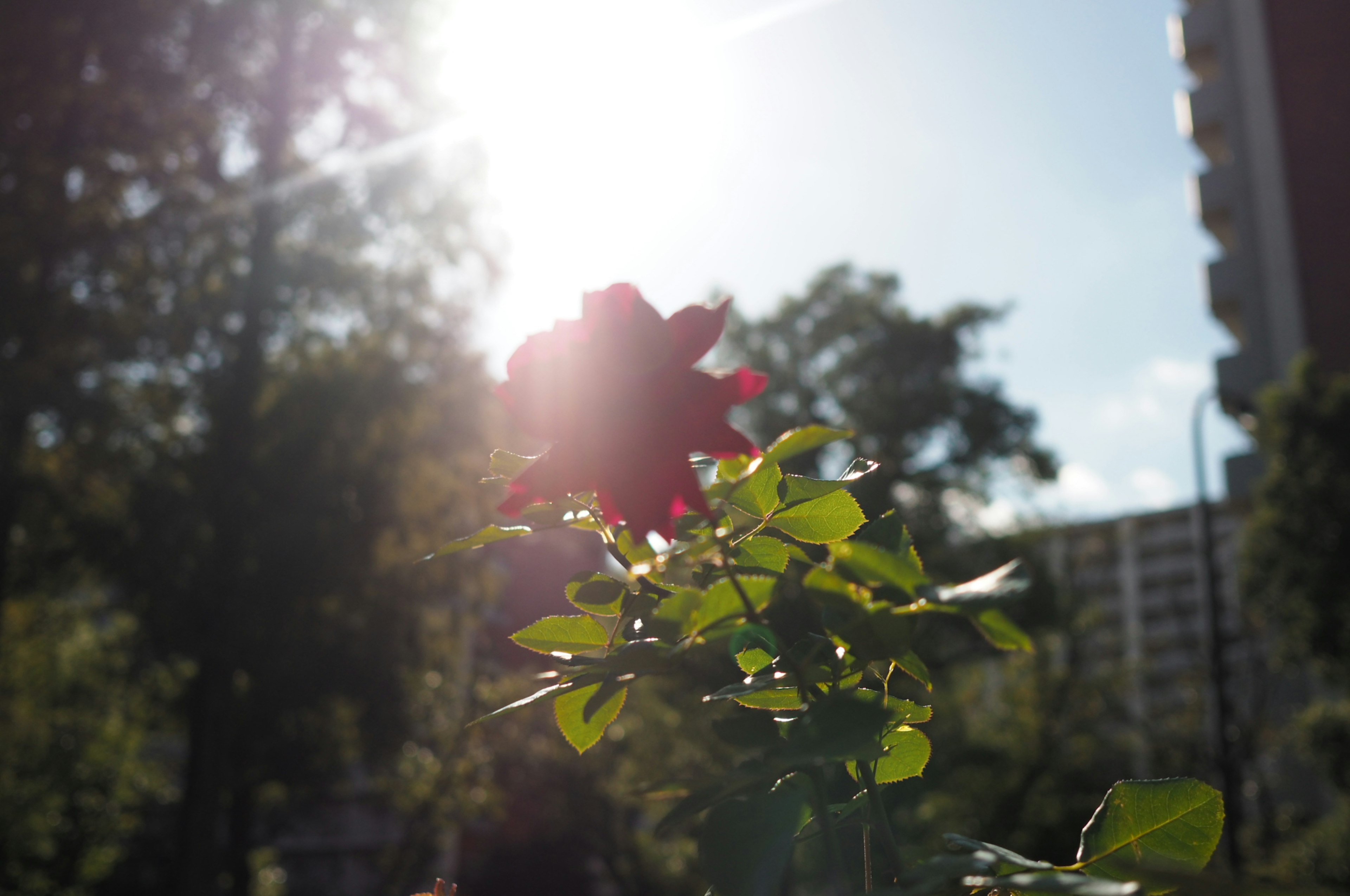 Flor de rosa roja con hojas verdes contra la luz del sol