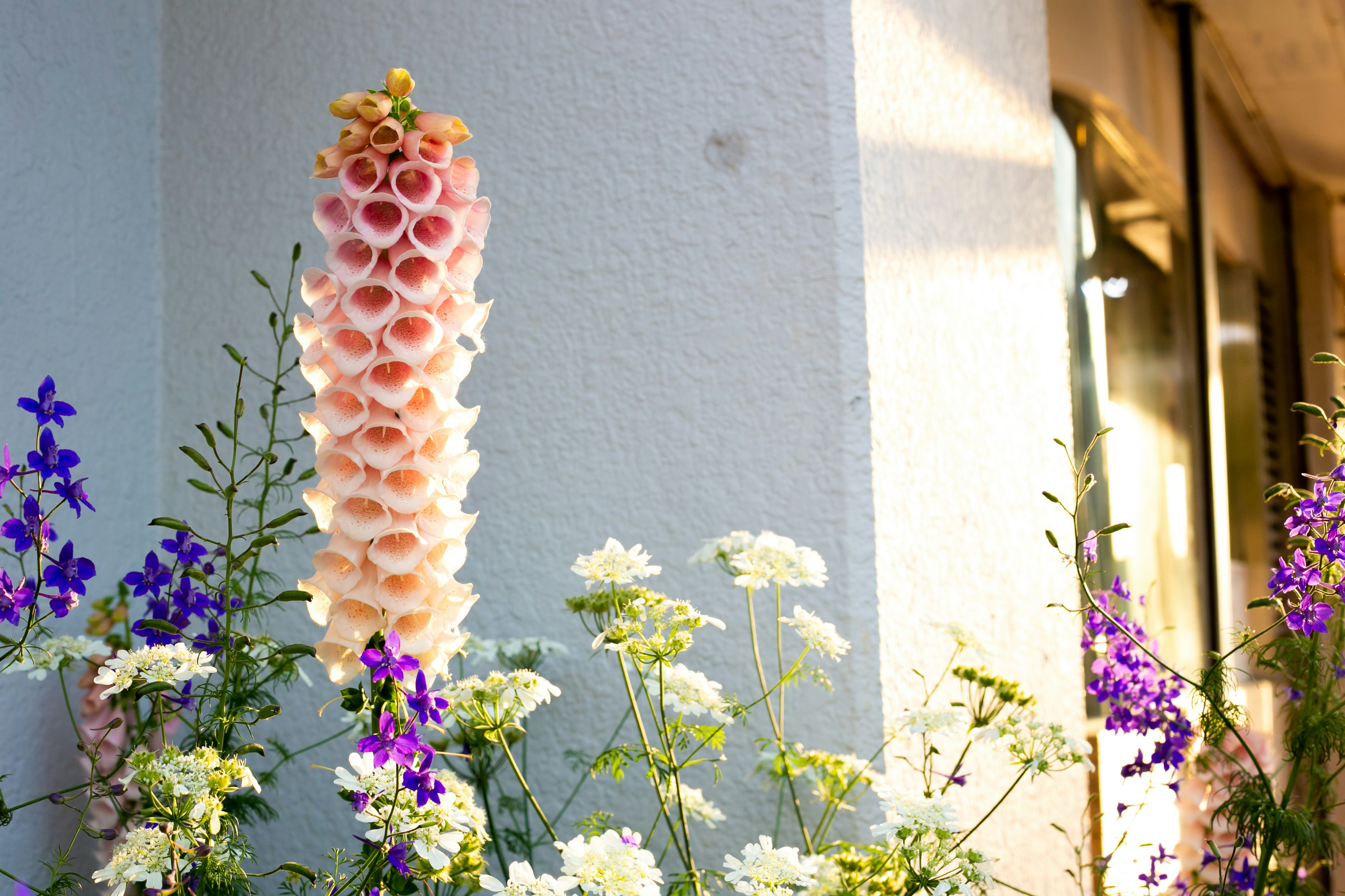 壁のそばに咲くピンクの狐の花と多様な野花