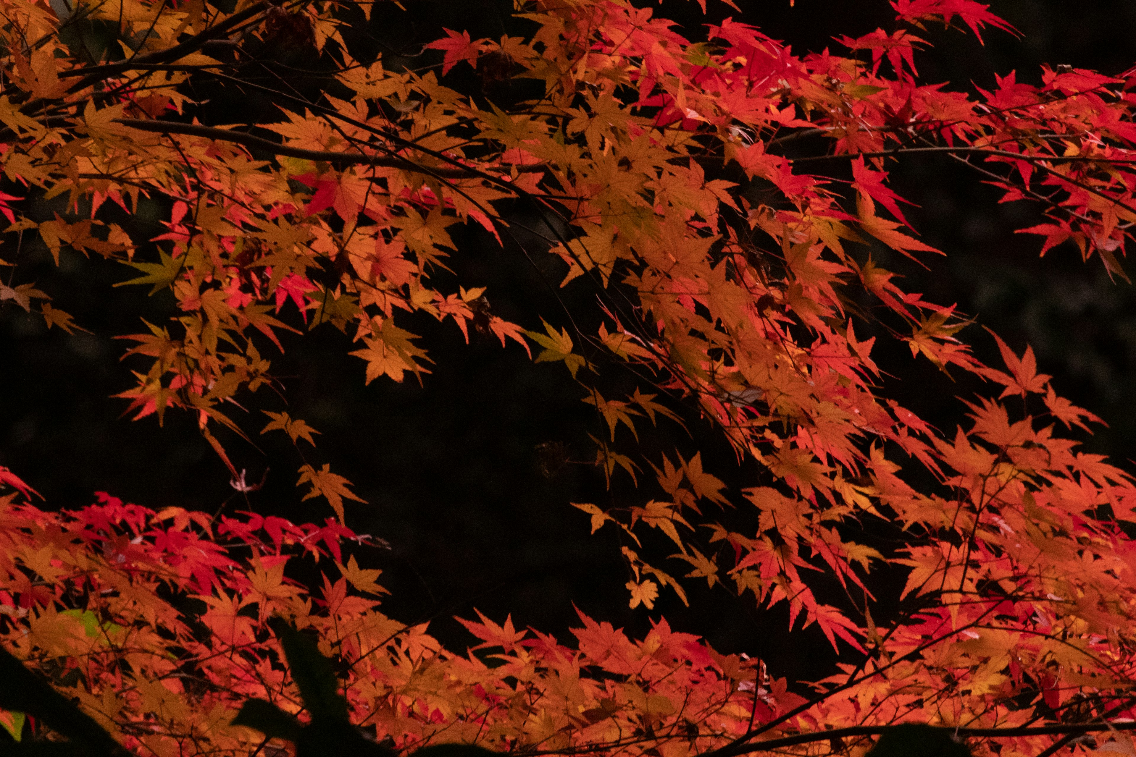 Branches of a maple tree with vibrant red and orange leaves