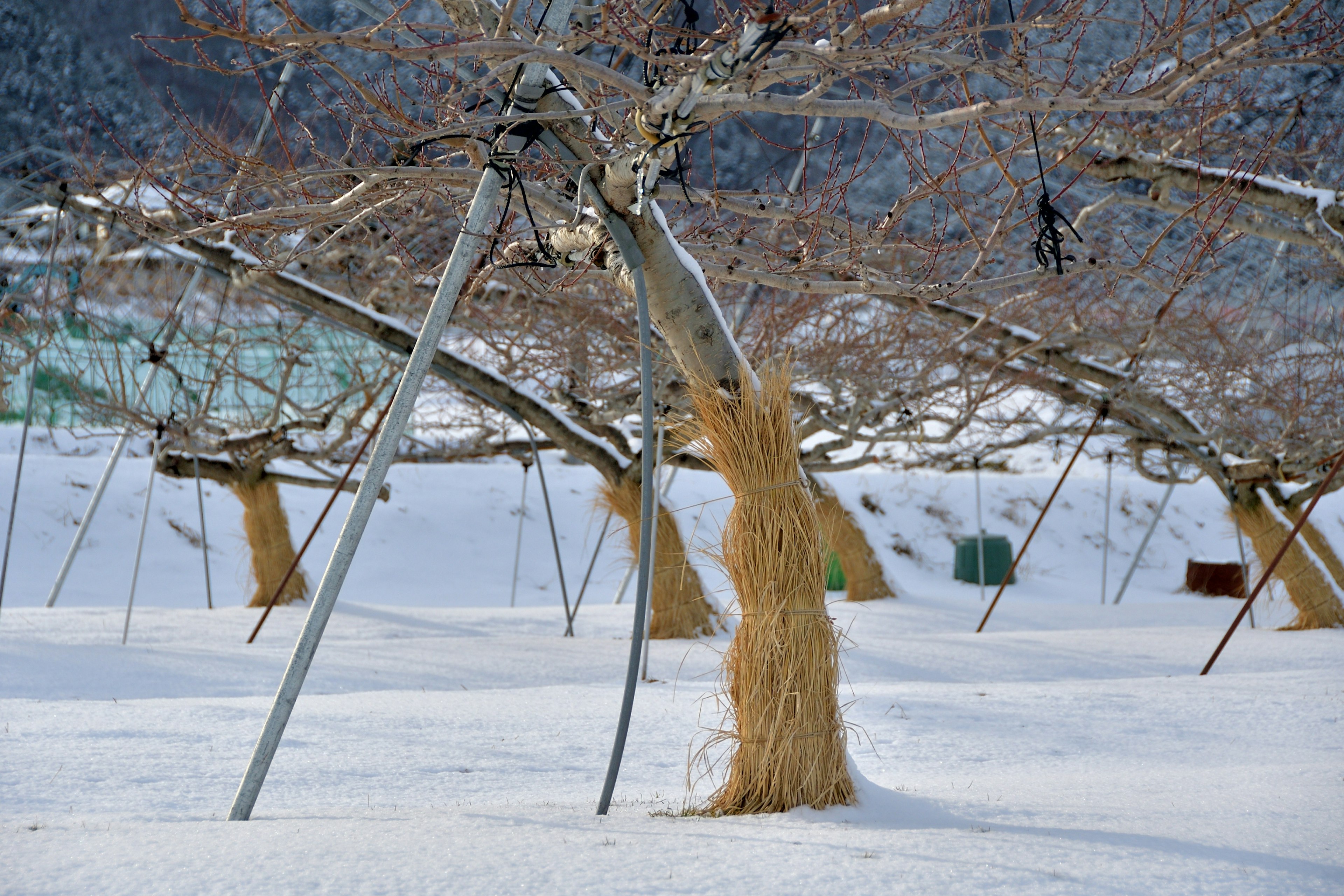 雪覆蓋的果園冬季風景稻草放在樹下