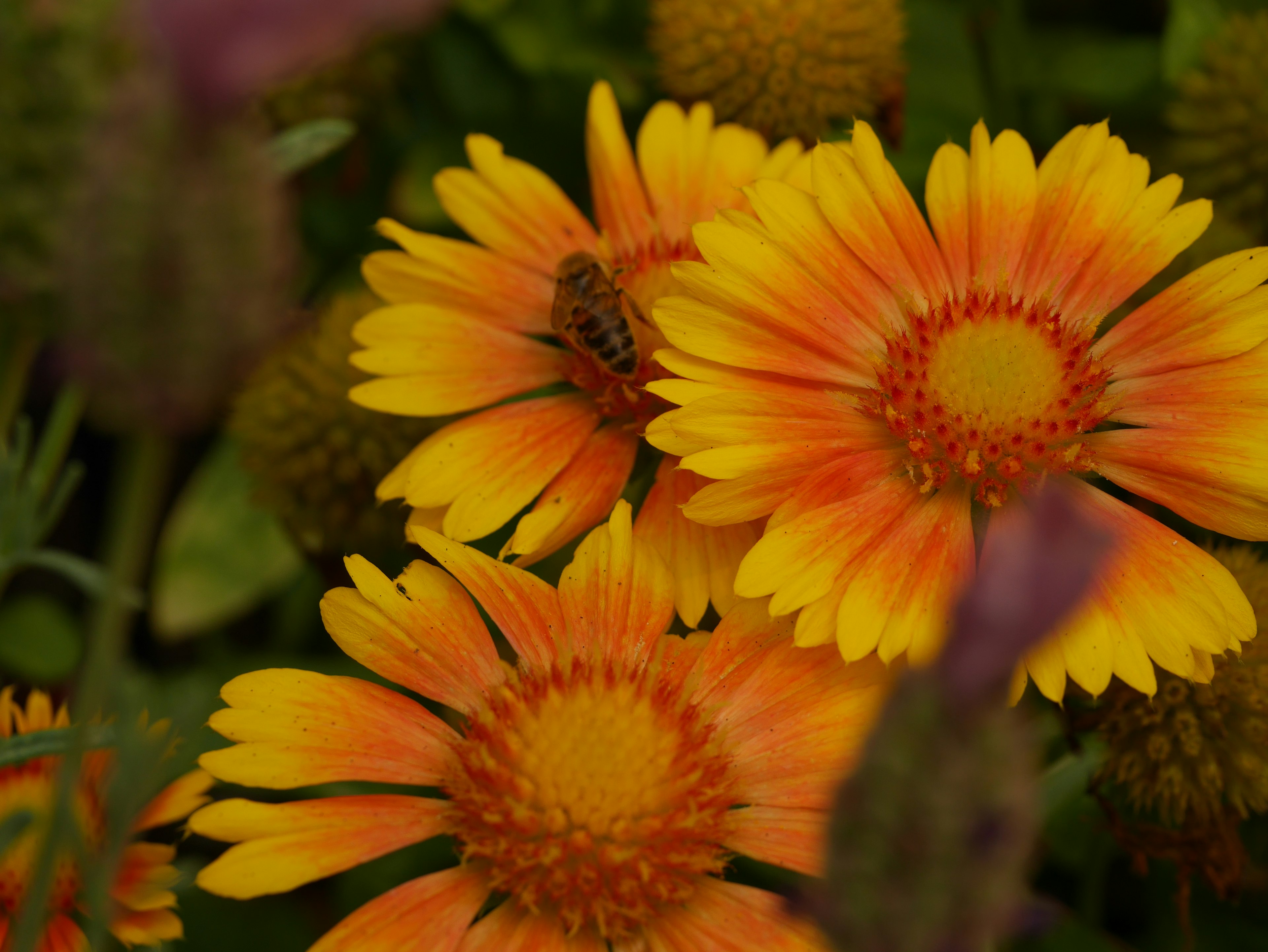 Fleurs vibrantes orange et jaune avec une abeille dans un jardin