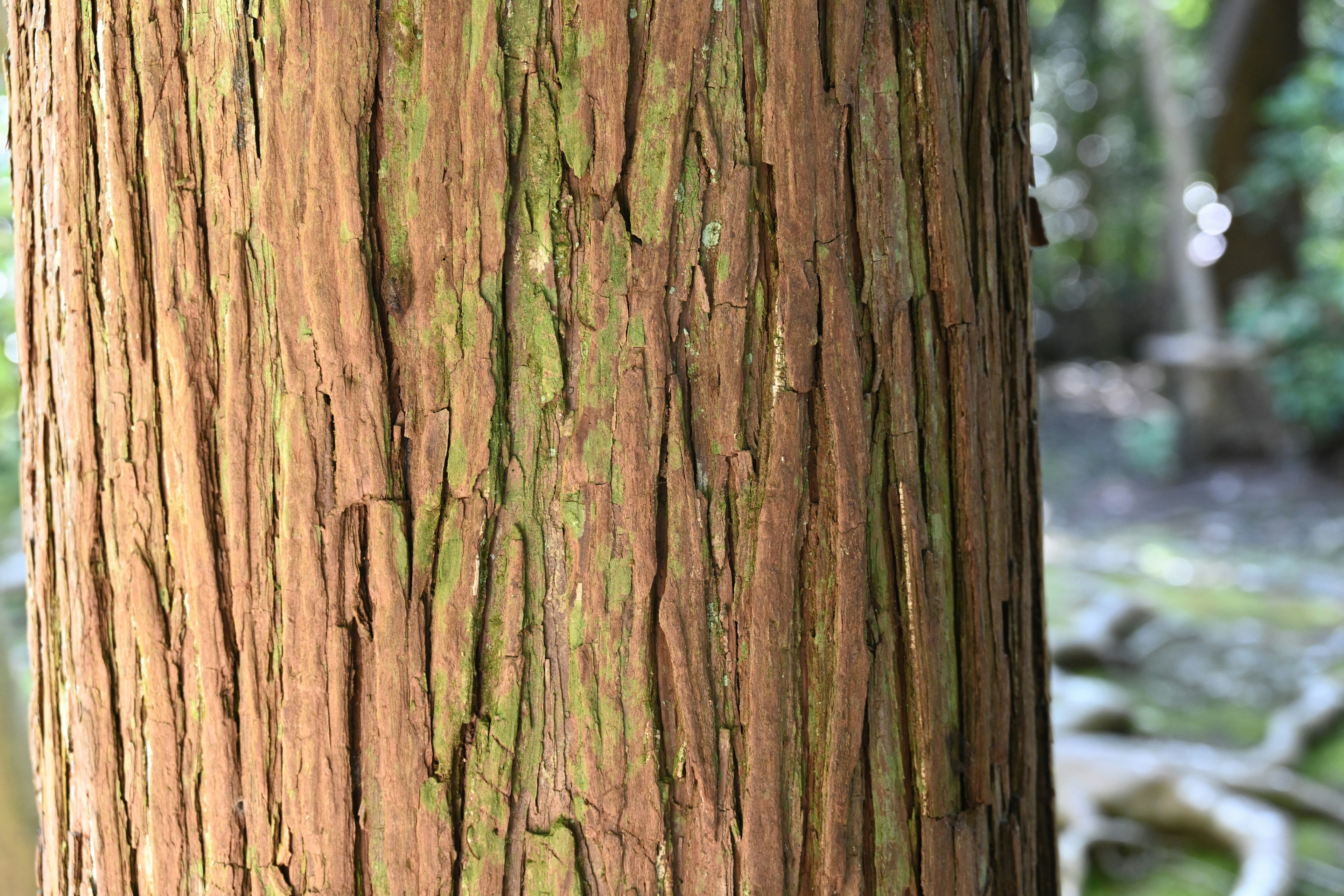 Textura y colores detallados de un tronco de árbol