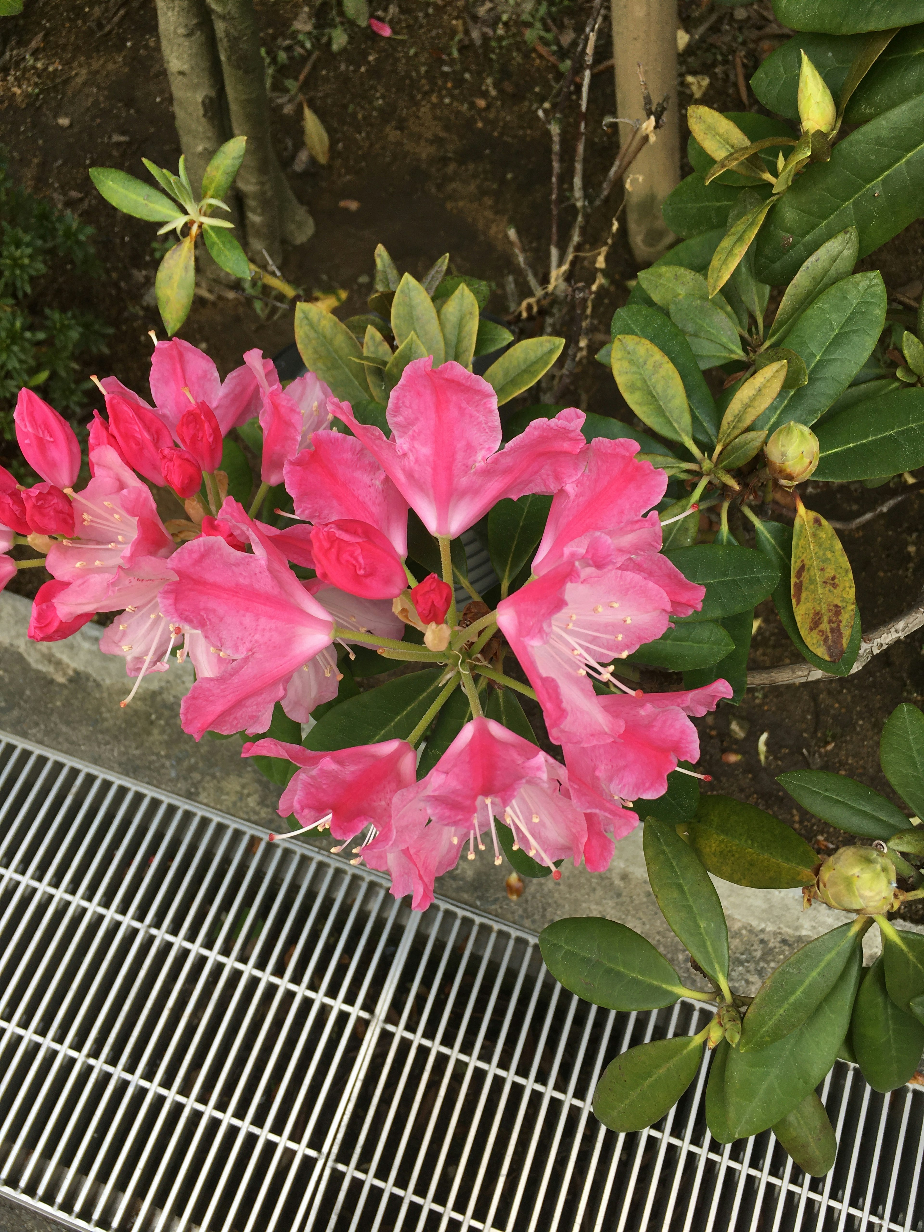 Flores rosadas vibrantes floreciendo en una rama de rododendro