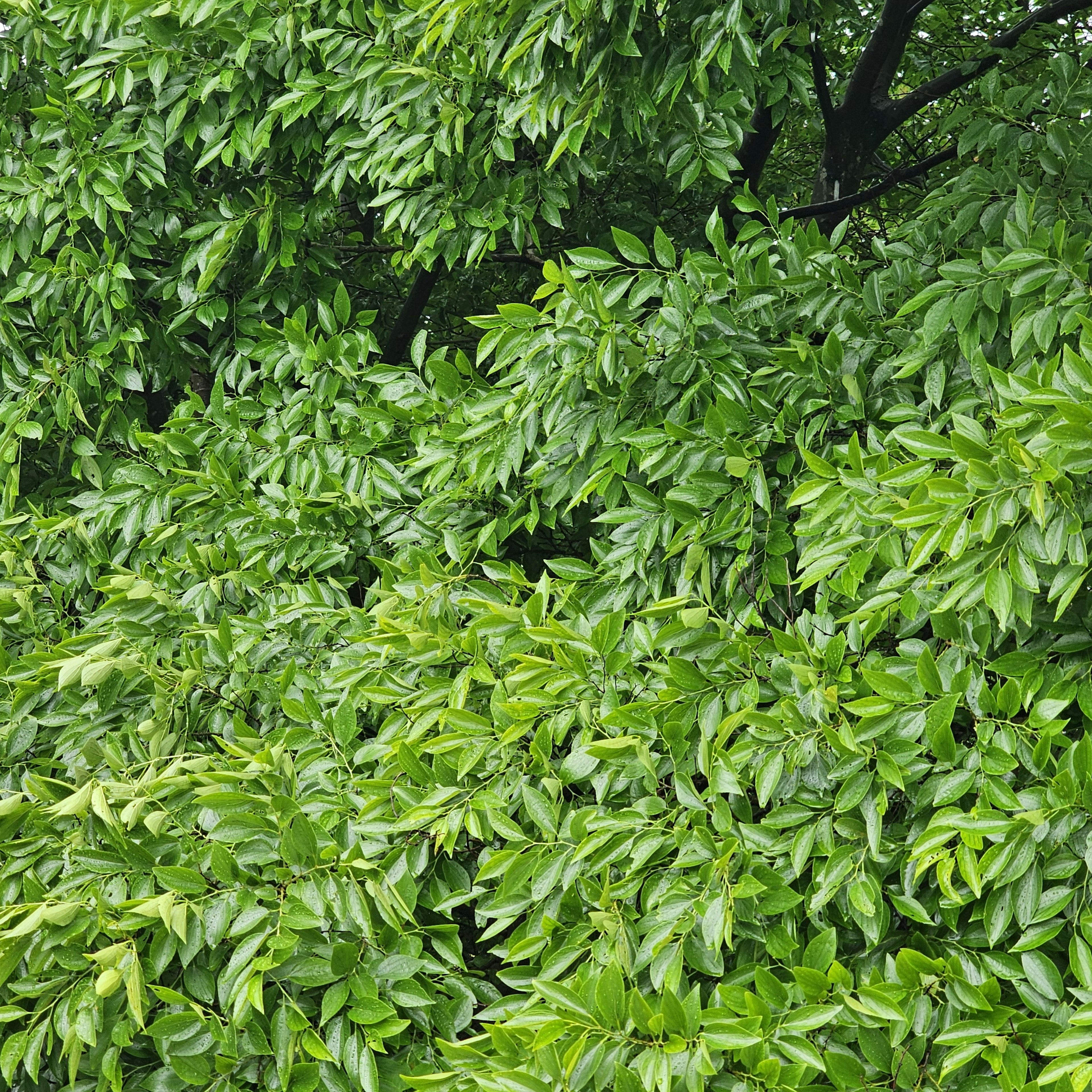 Close-up daun hijau lebat di cabang pohon