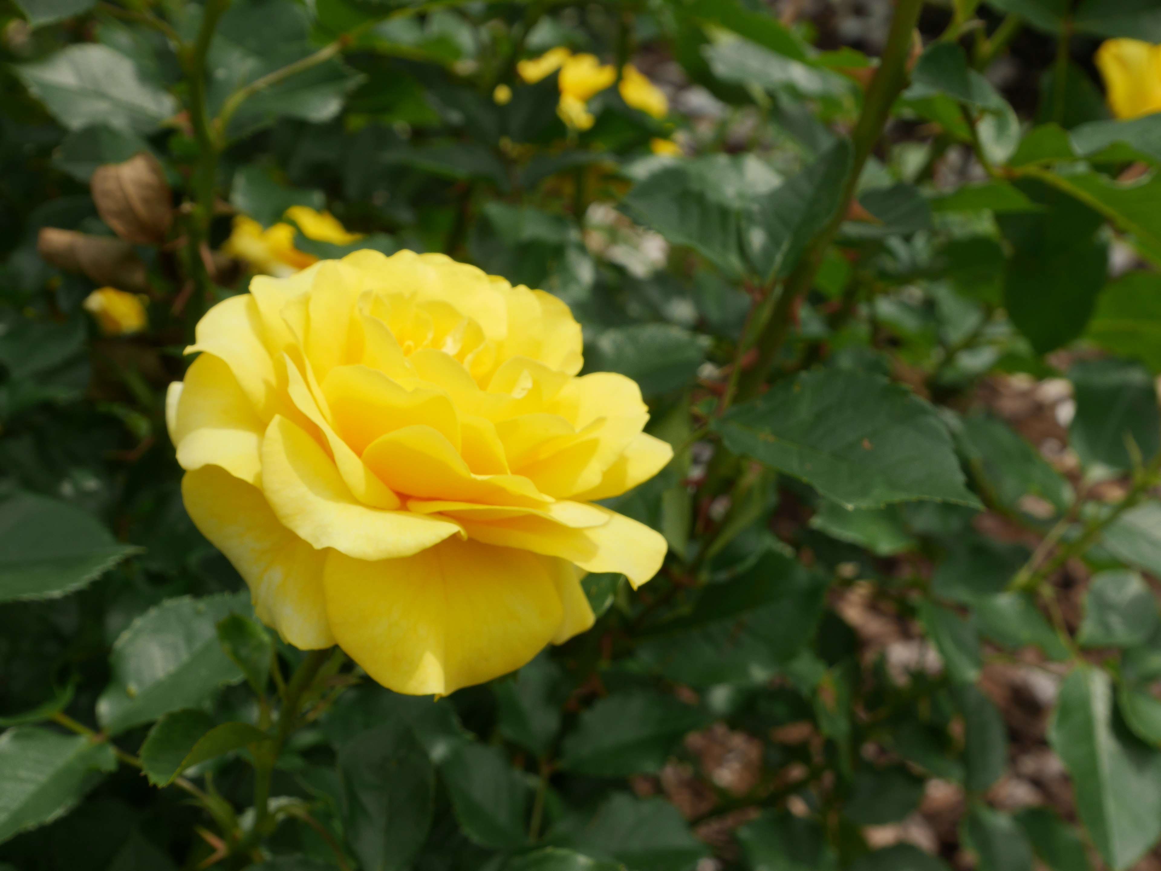 A vibrant yellow rose blooming among green leaves