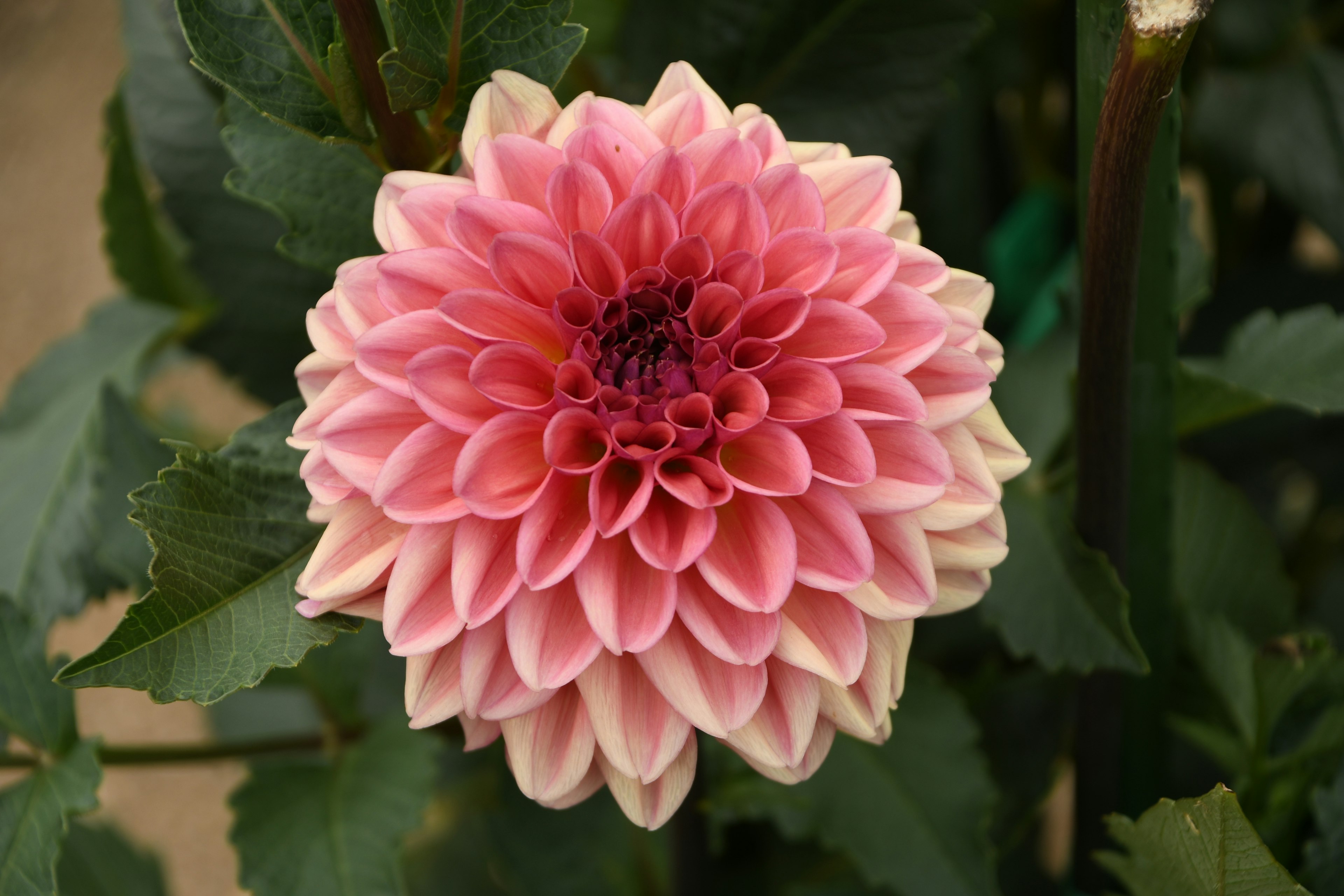 Large pink dahlia flower surrounded by green leaves