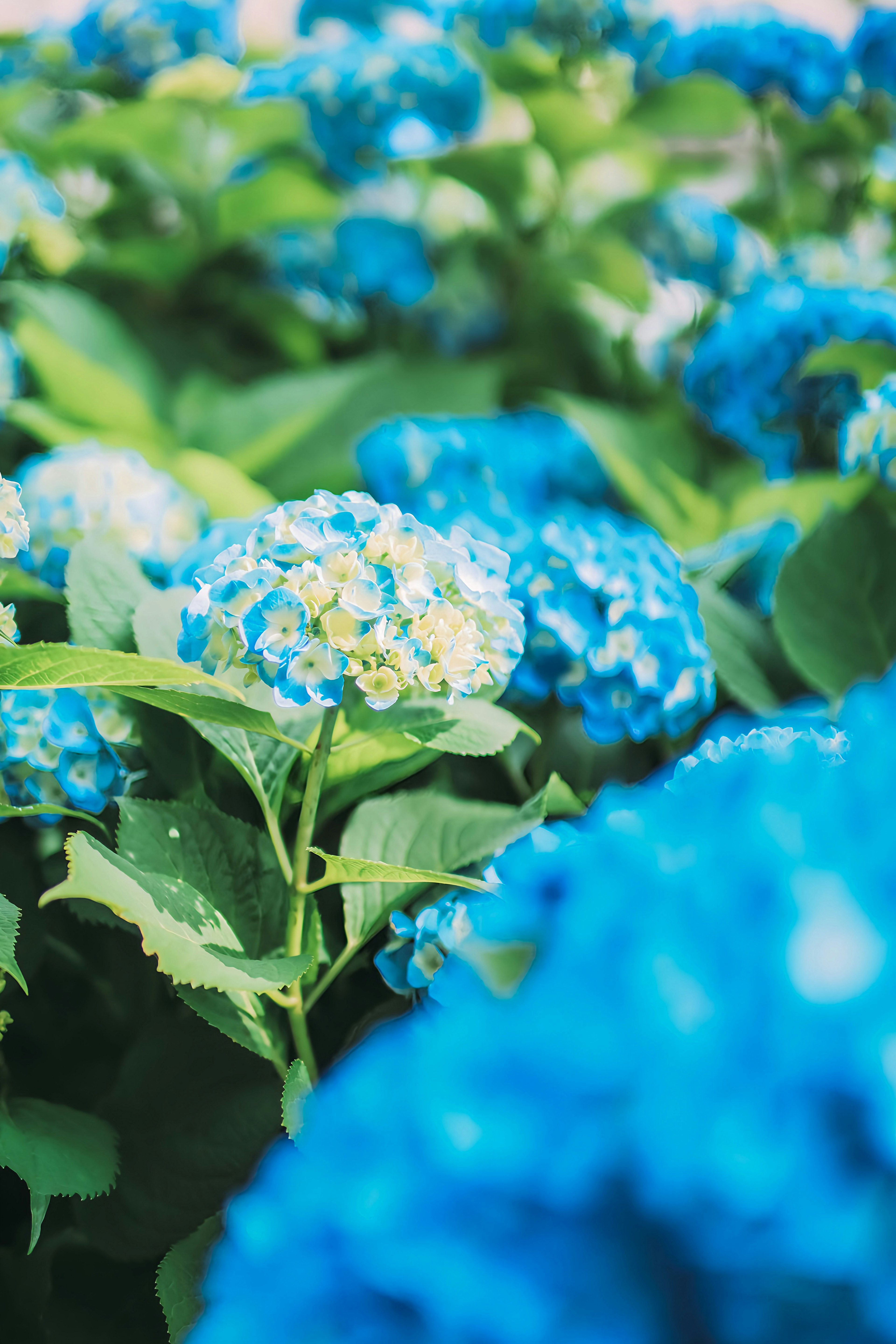 青いアジサイの花が咲いている庭の風景