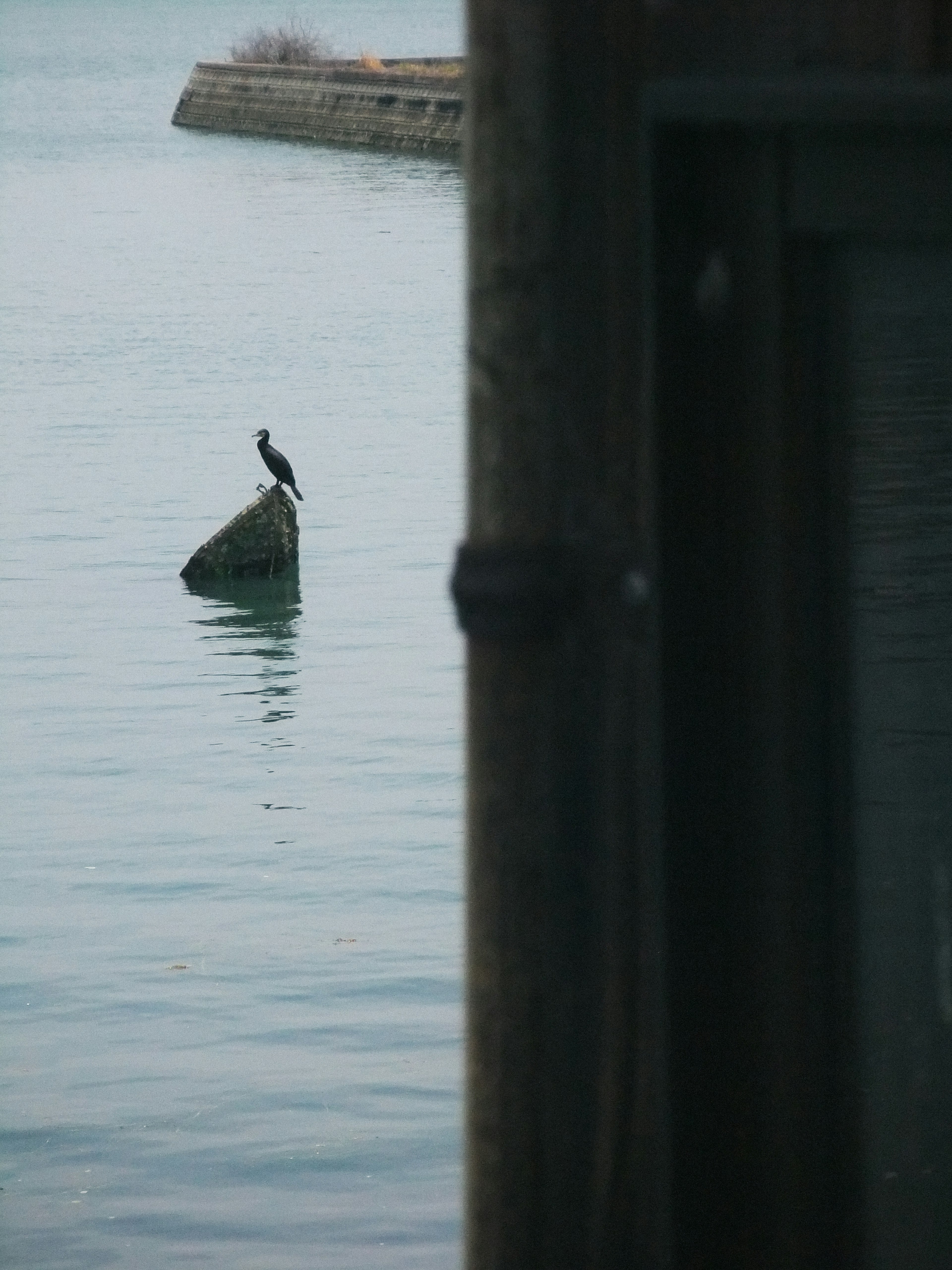 Cormorán posado en una roca en agua tranquila