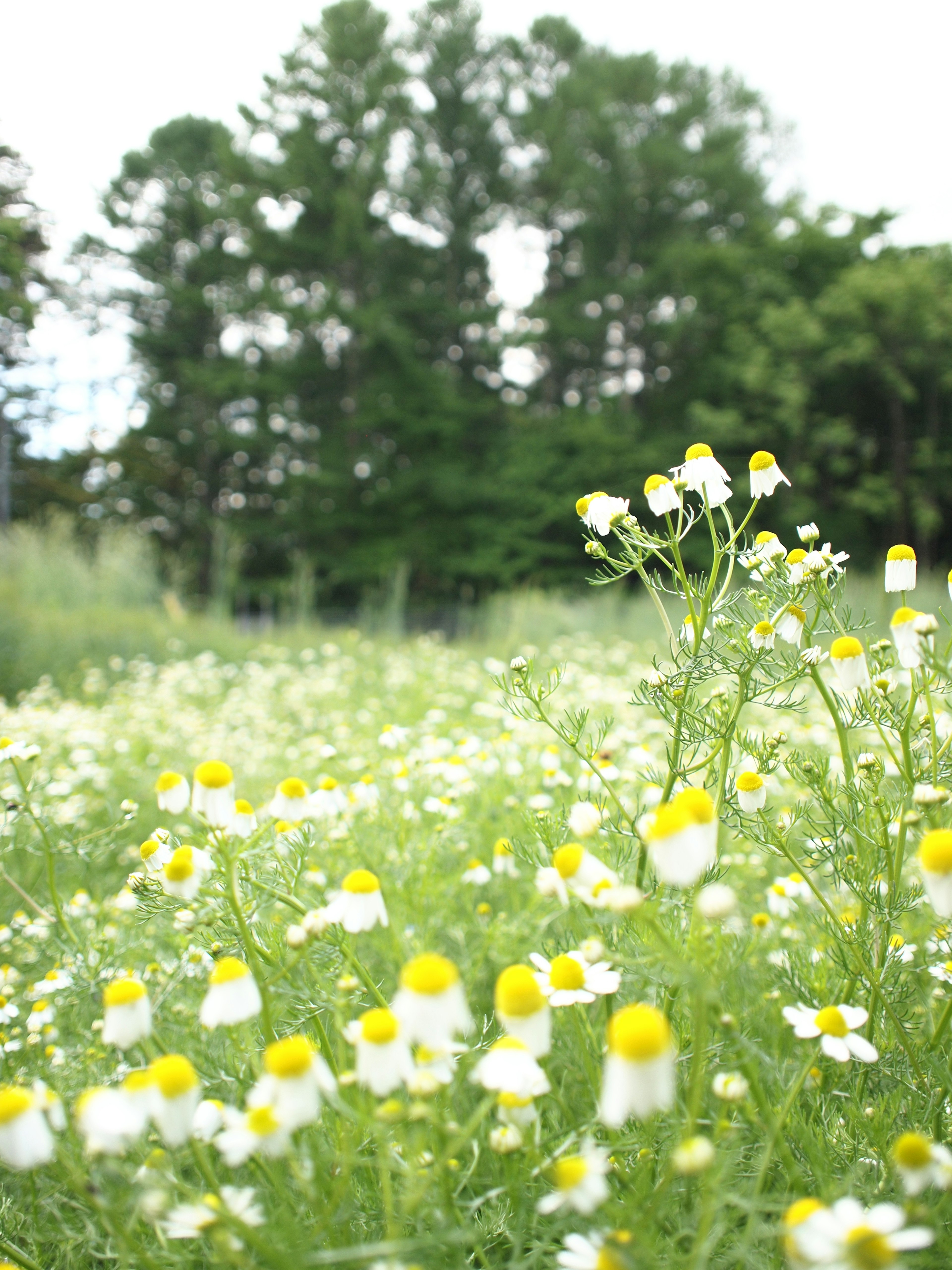 Un champ de fleurs blanches et jaunes avec un fond vert