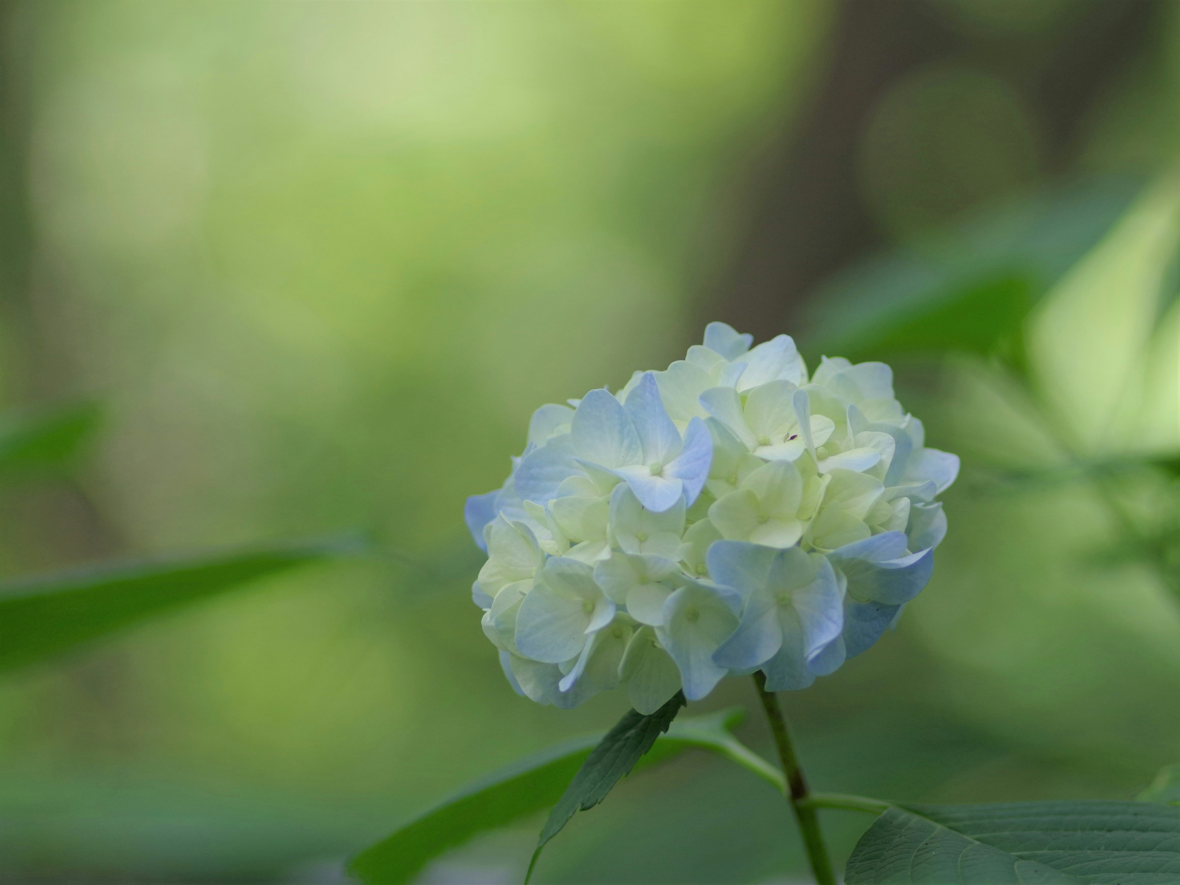 A blue and white hydrangea flower stands out against a green background