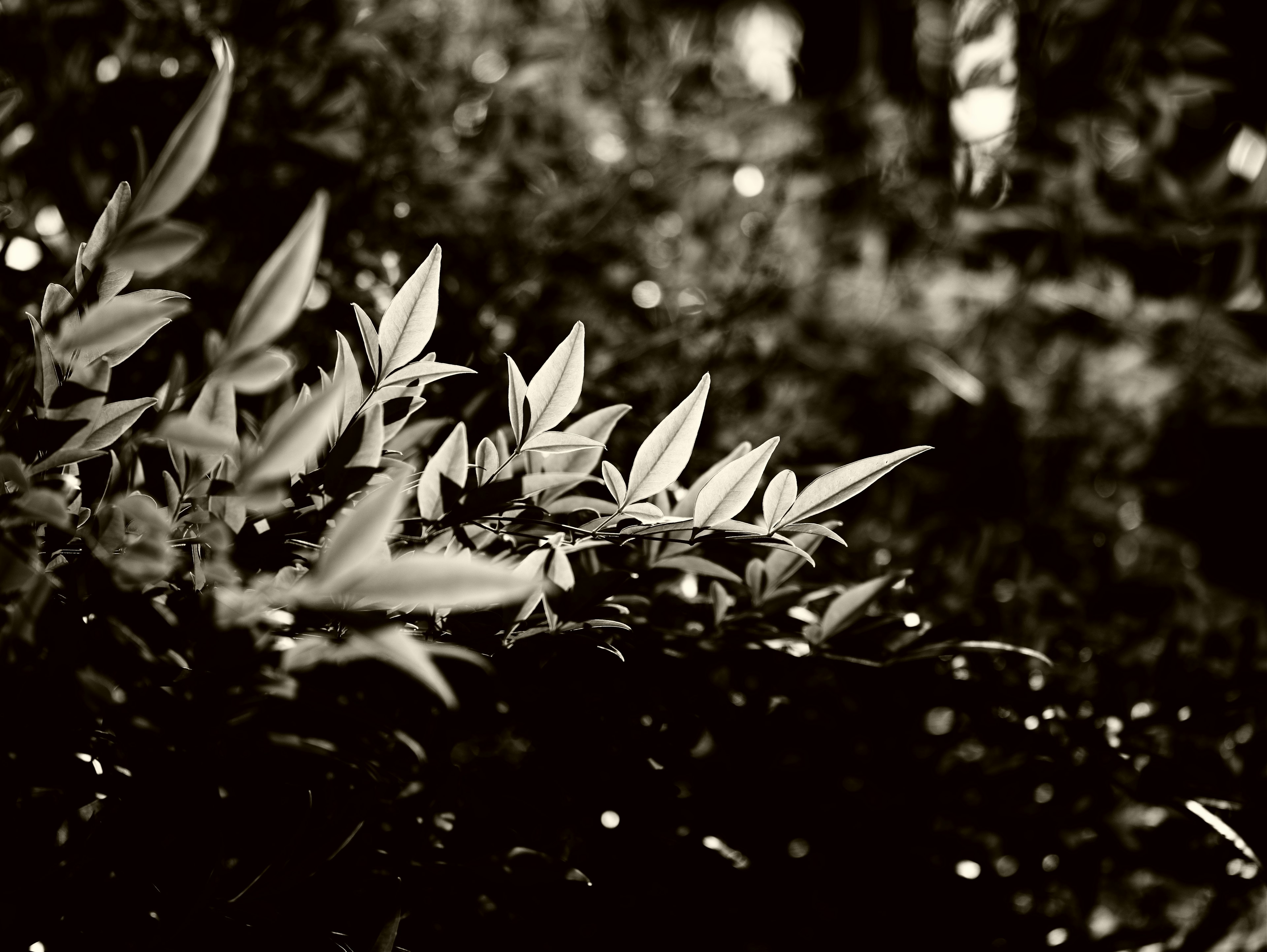 Primer plano de hojas verdes sobre un fondo en blanco y negro