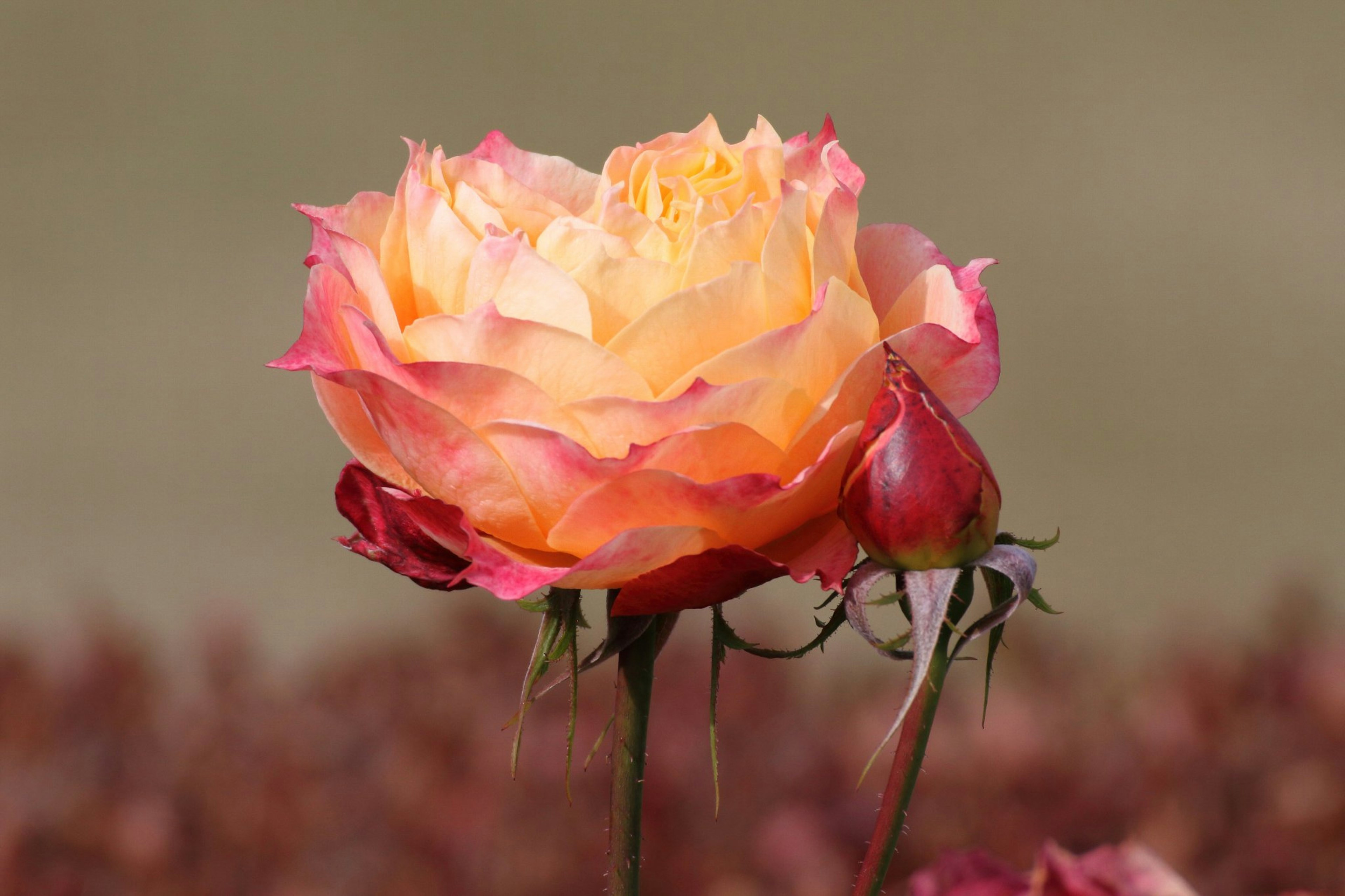 Bella rosa arancione con un bocciolo