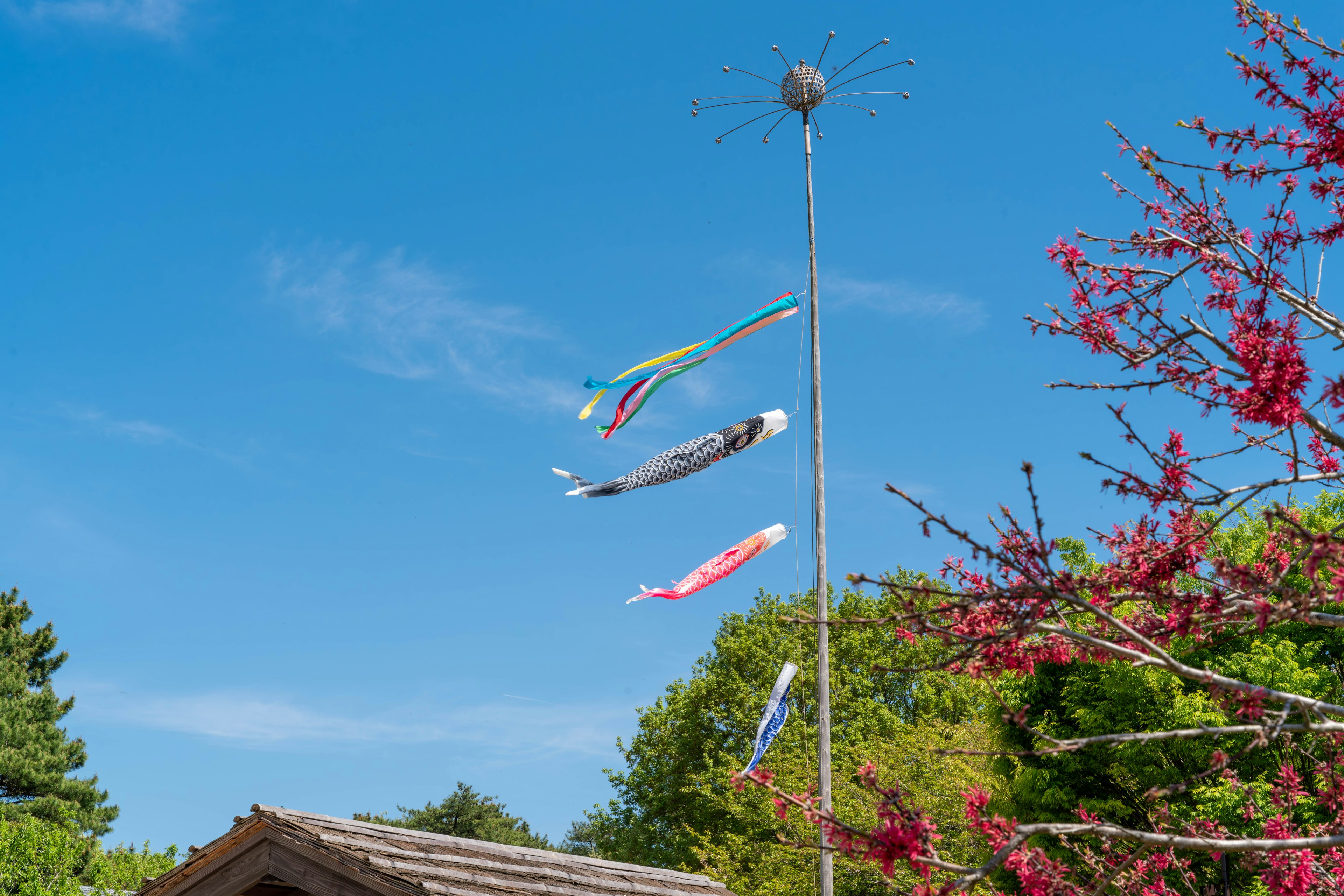 Koinobori che sventolano nel vento sotto un cielo blu con un albero di ciliegio