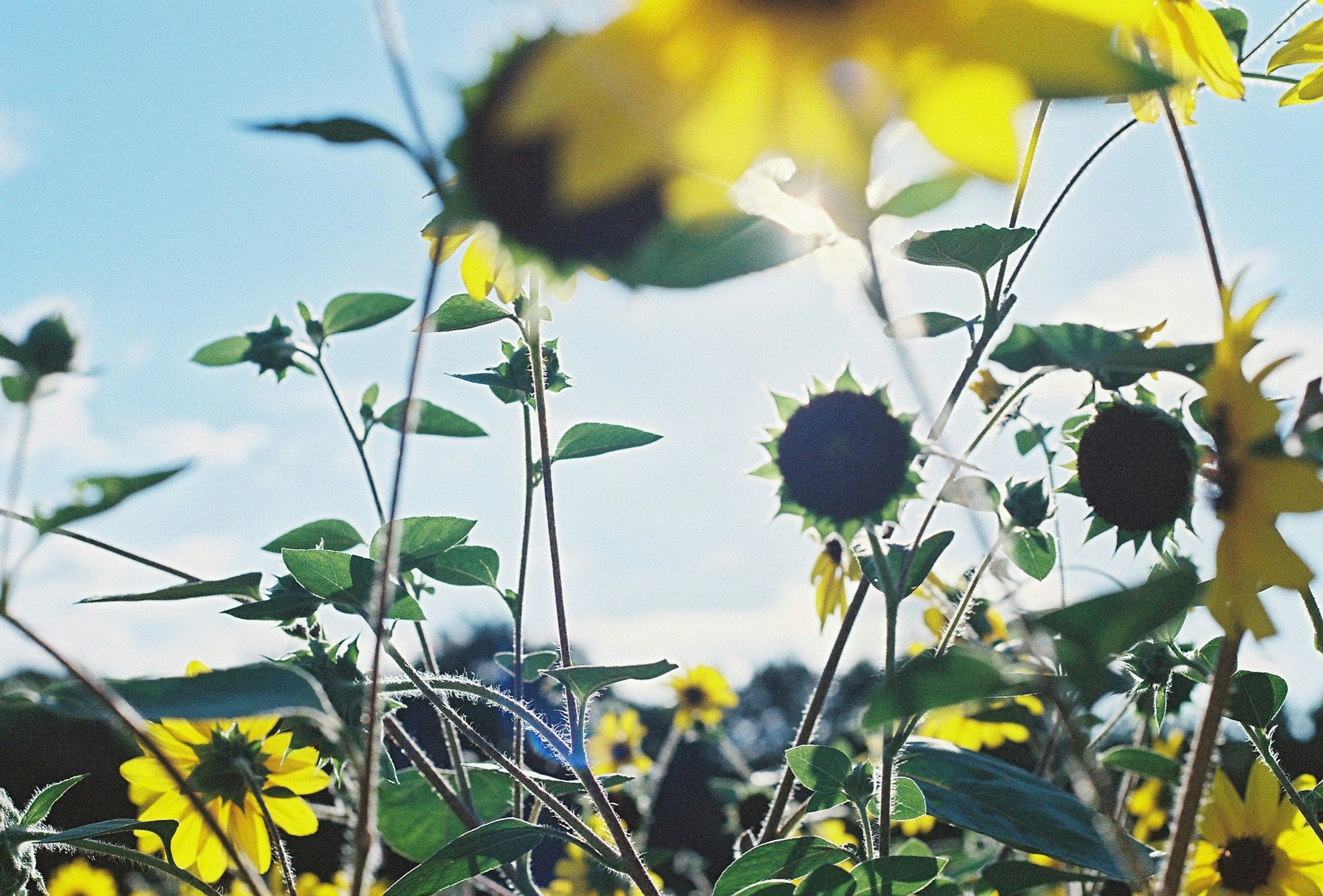 Un campo di girasoli sotto un cielo blu