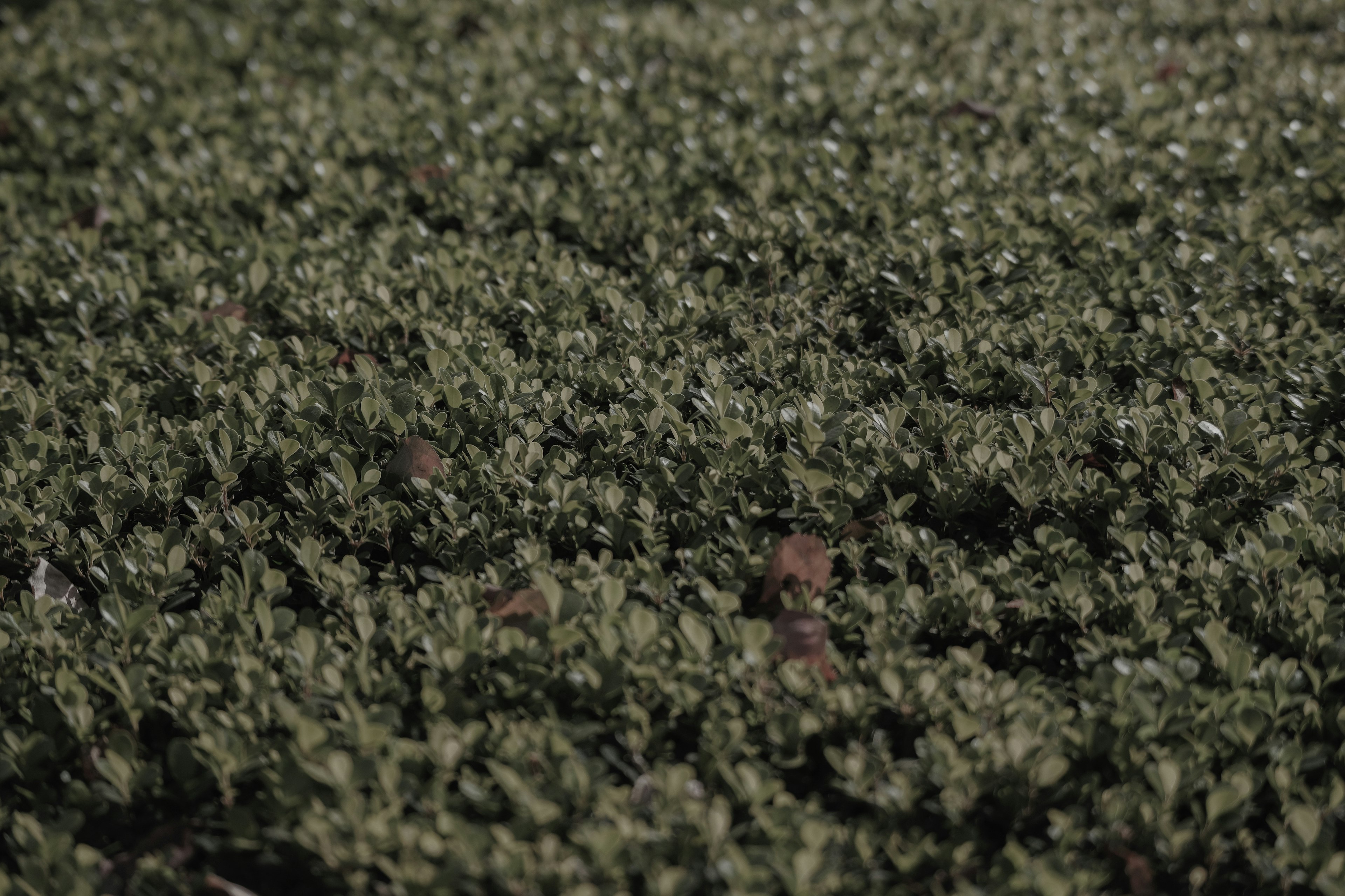 Close-up of ground covered in green leaves