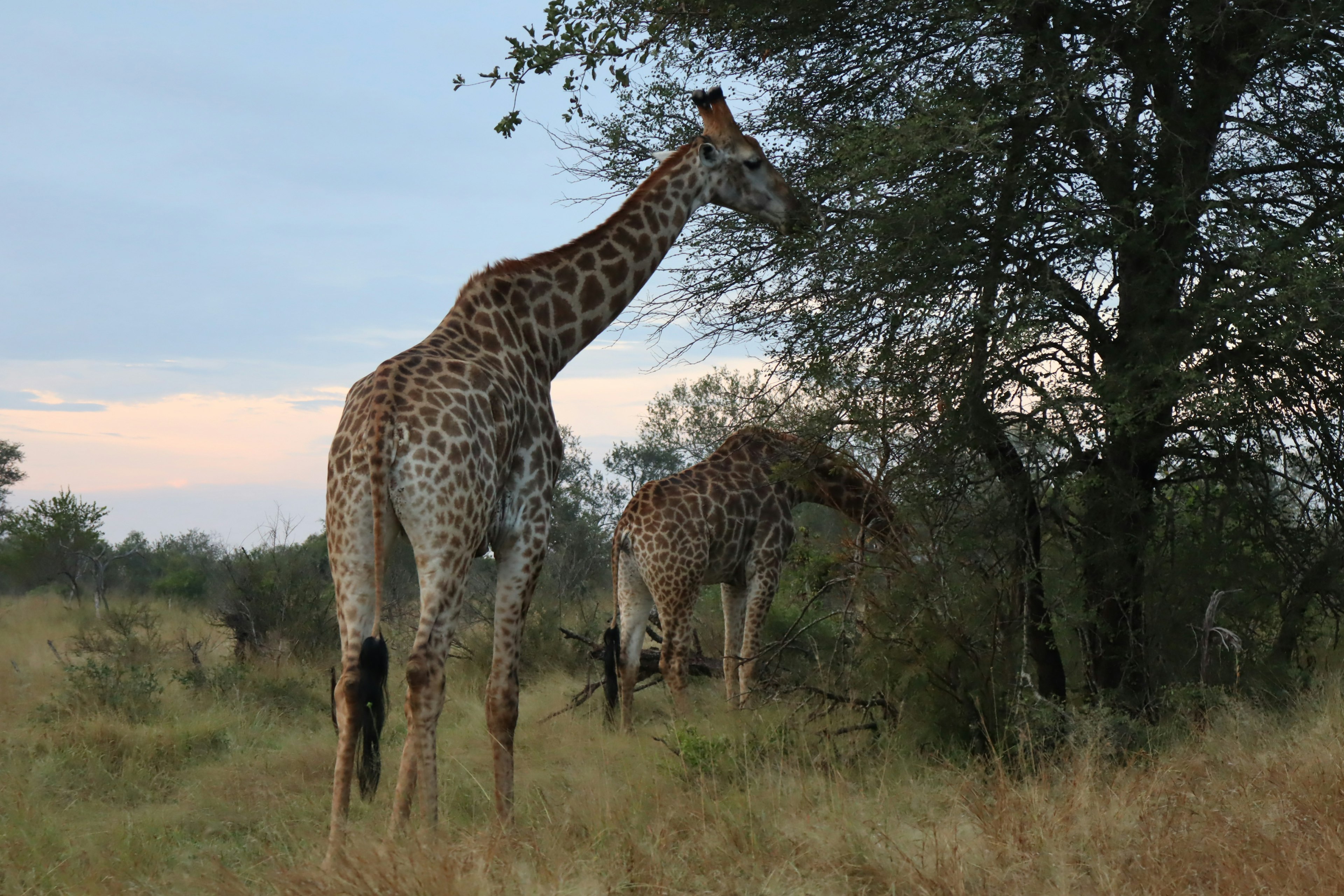 Un gruppo di giraffe in piedi in una prateria con alberi sullo sfondo