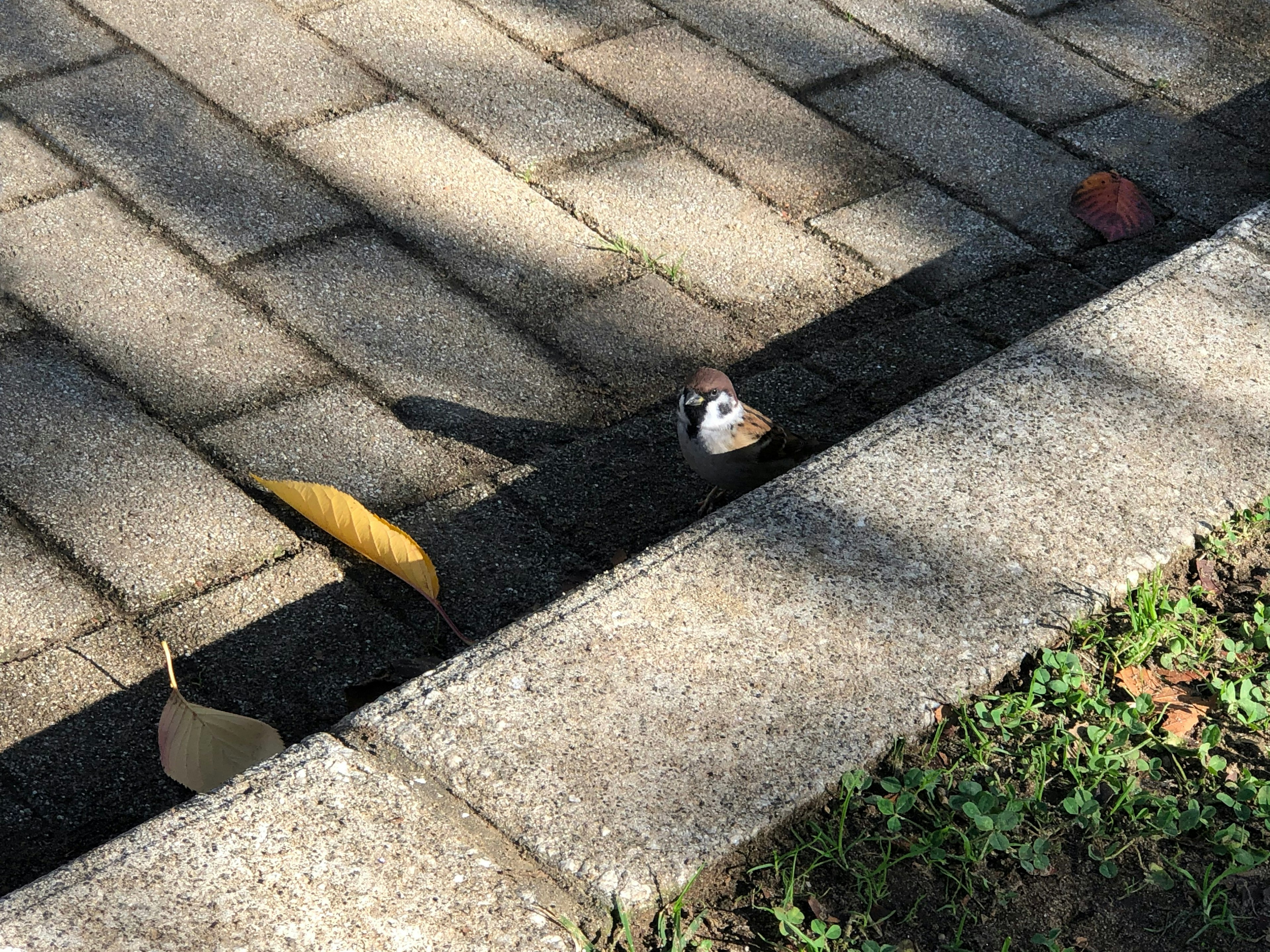 Small animal peeking out from a gap in the paved path with fallen leaves