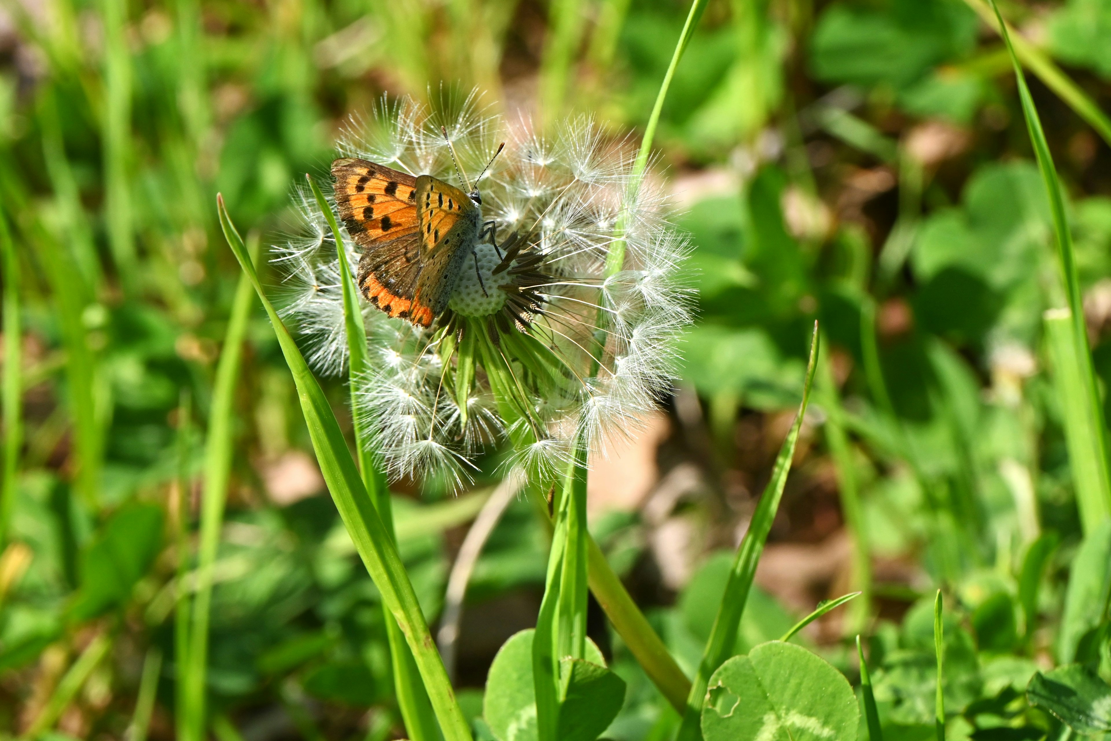 Un papillon orange perché sur une fleur de pissenlit