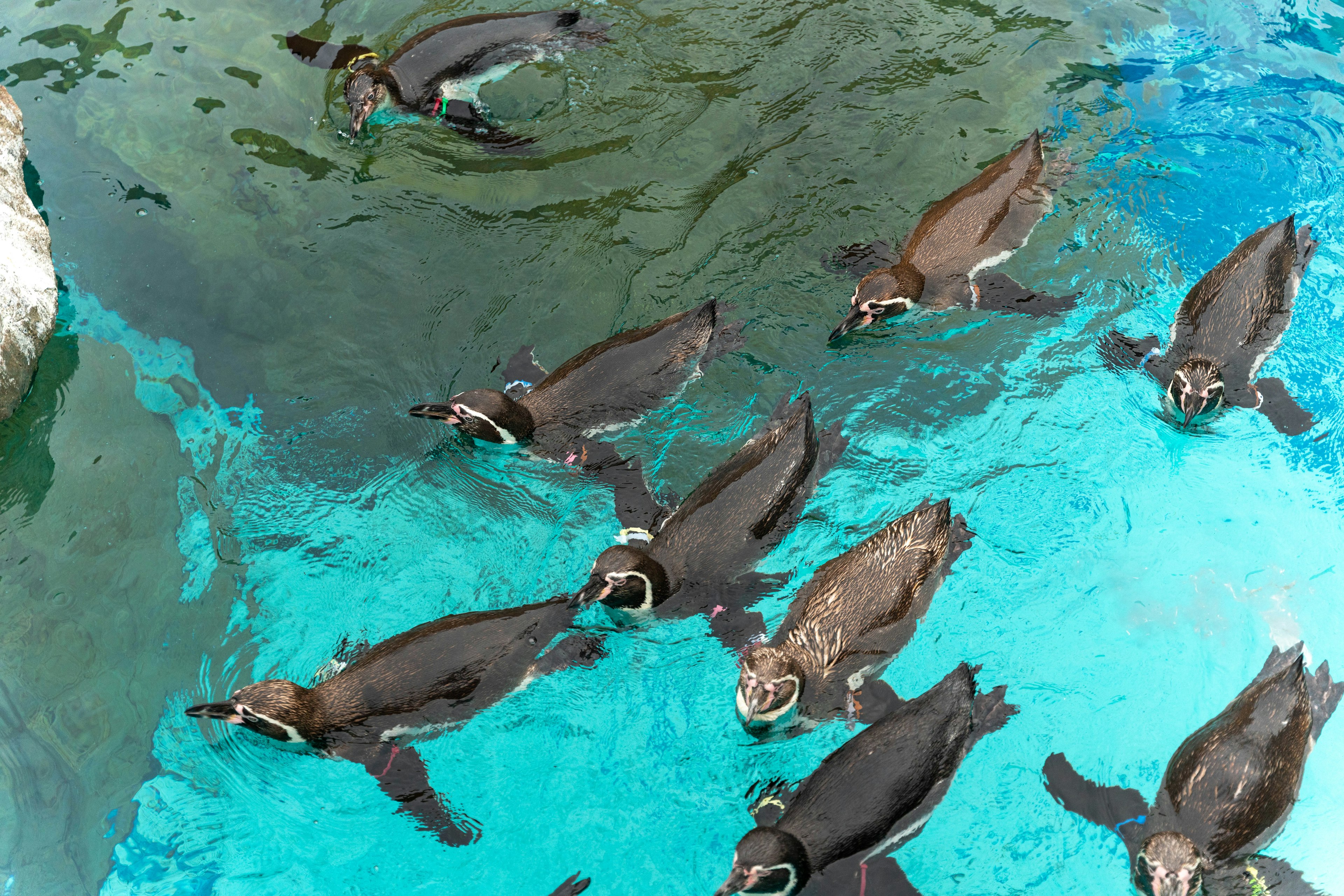 Eine Gruppe von Pinguinen schwimmt in klarem, blauem Wasser