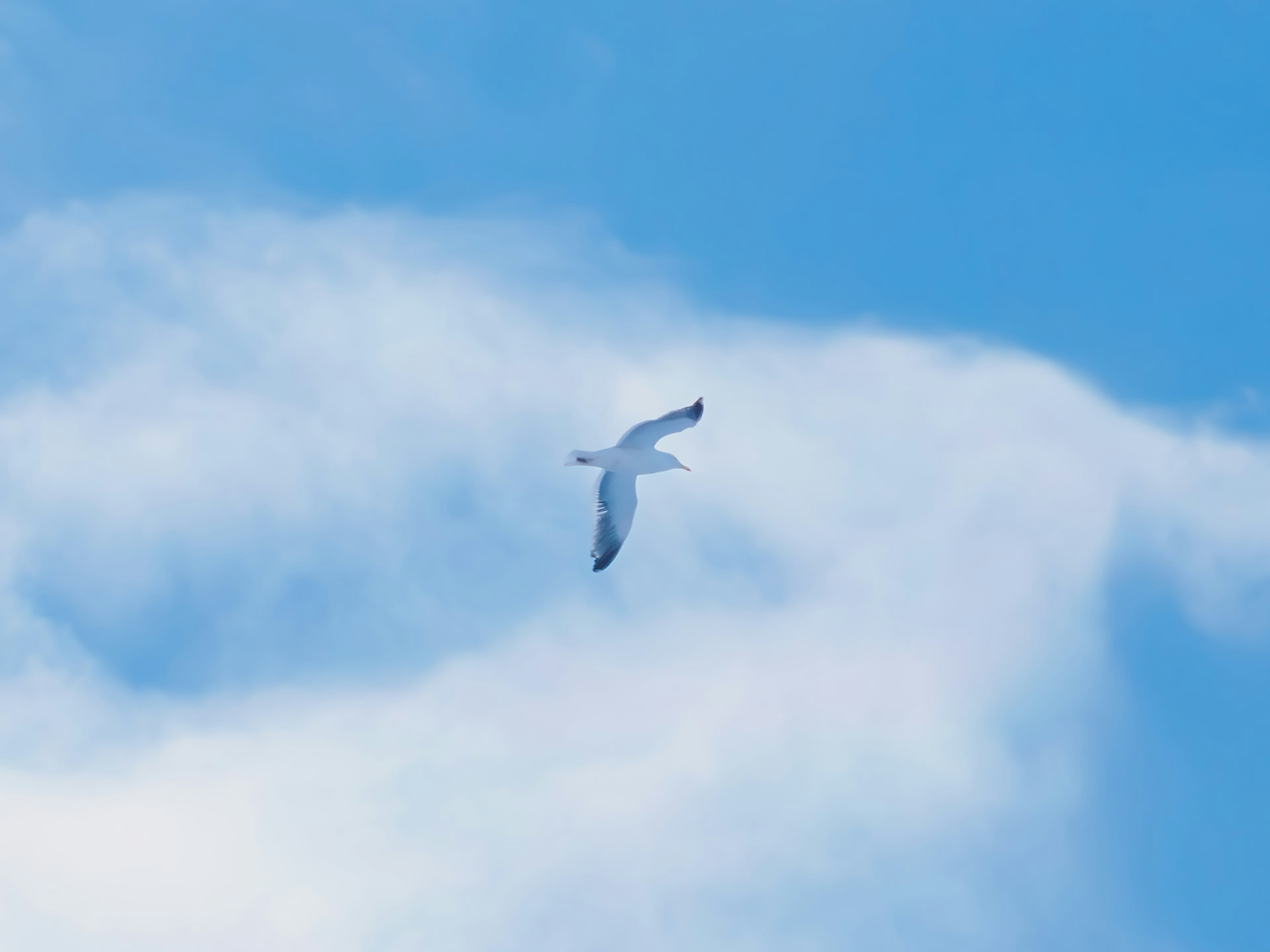 Seekor burung putih terbang melawan langit biru