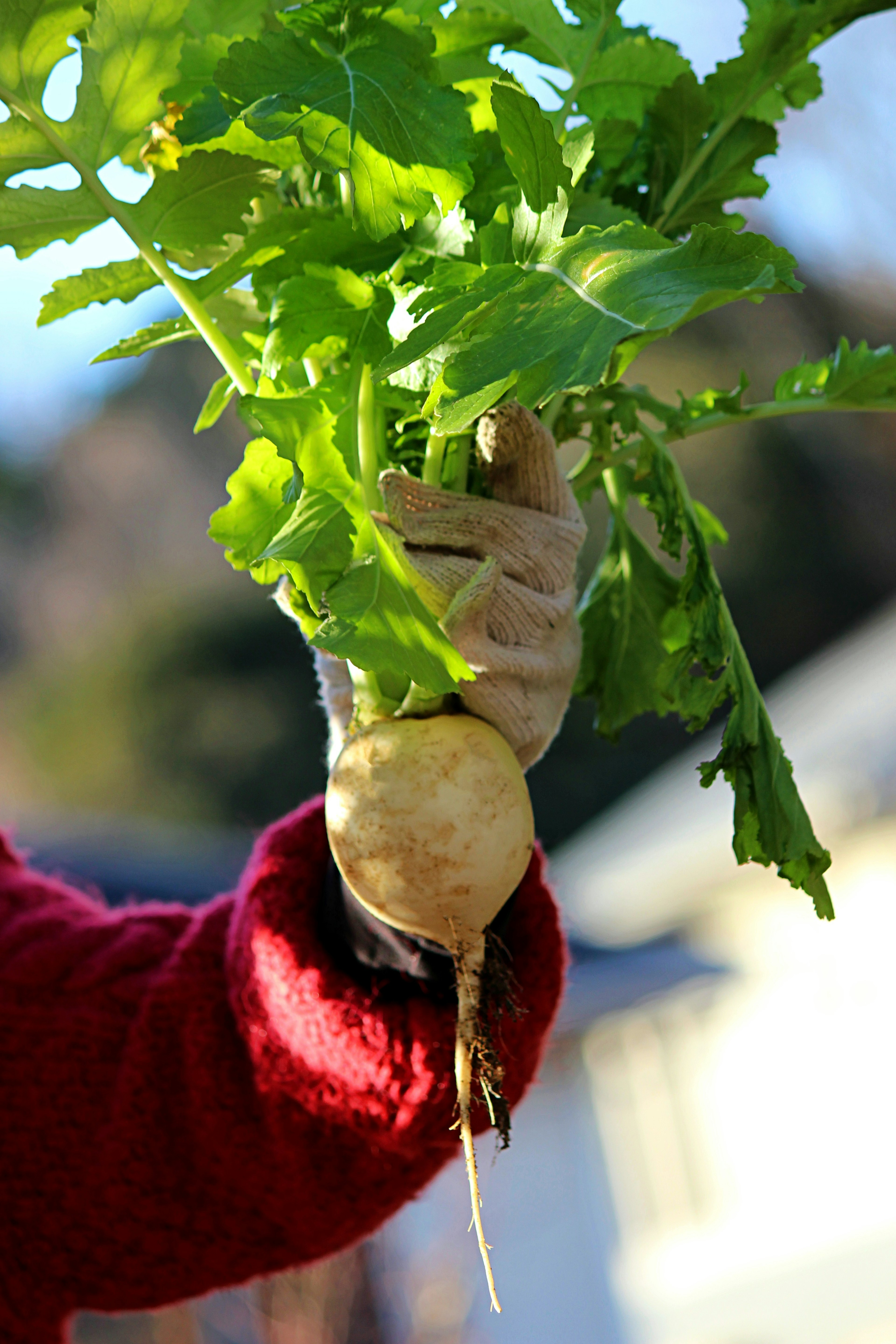 Hand holding a radish with green leaves