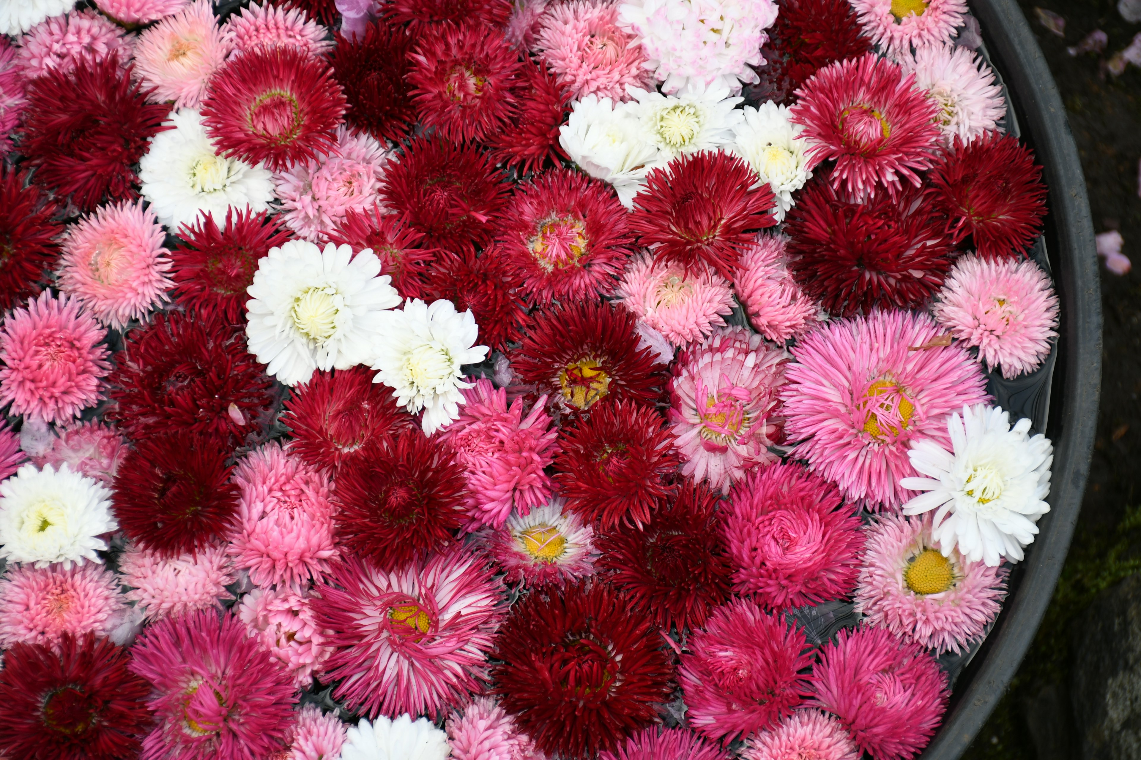 Un tazón lleno de flores de colores flotantes en tonos de rosa y blanco