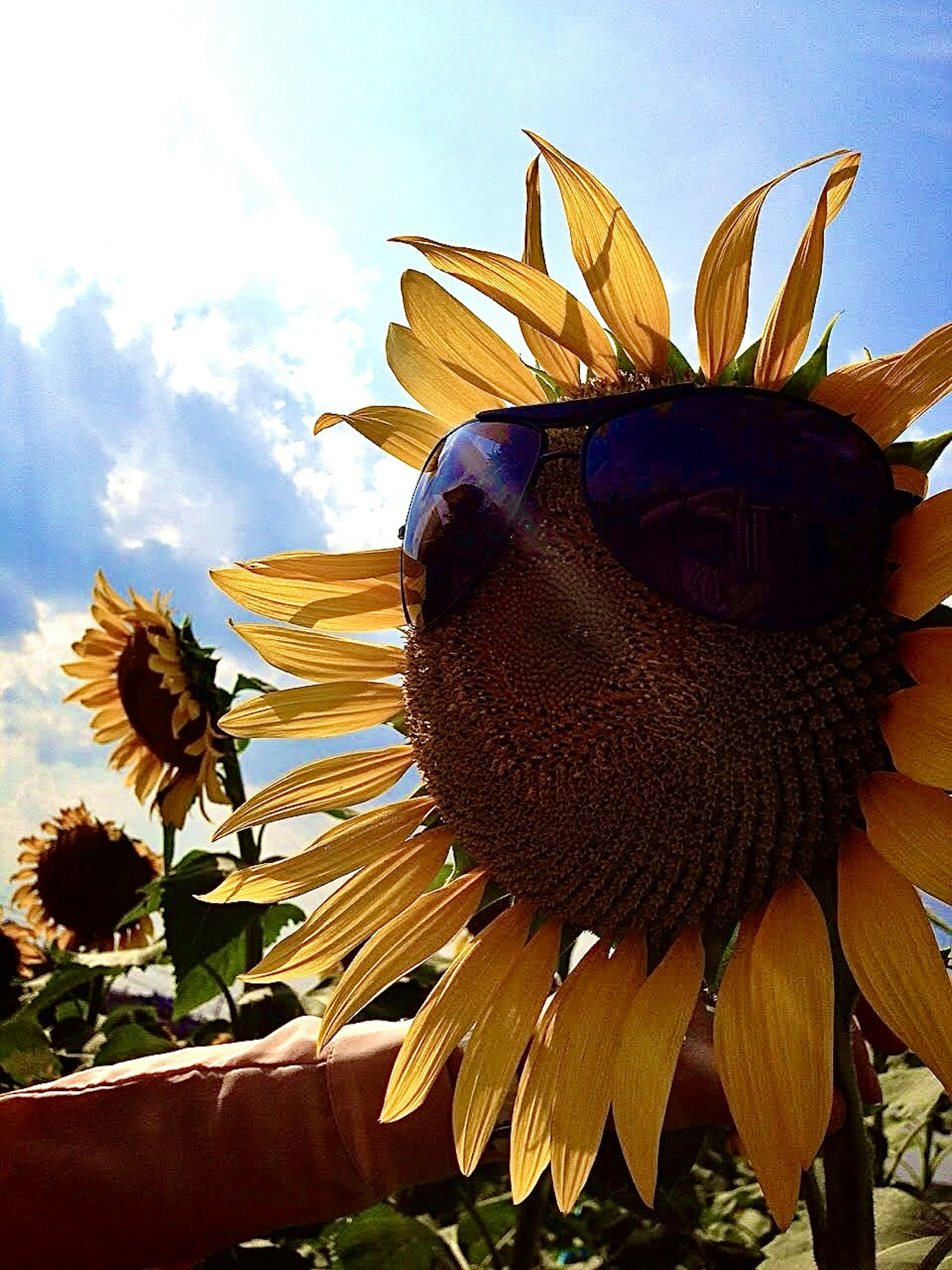 Un girasole con occhiali da sole e un cielo luminoso sullo sfondo