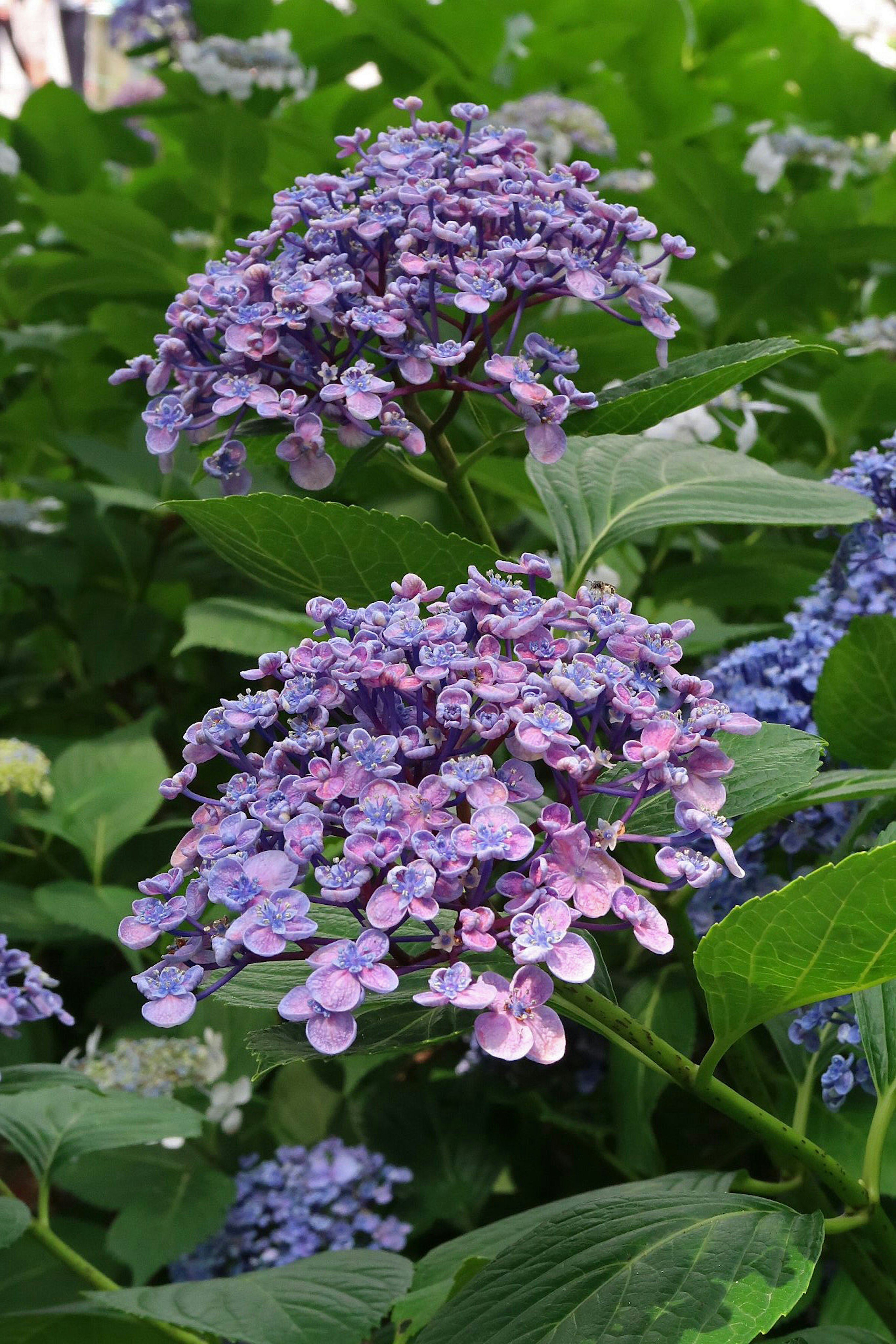 Close-up of purple flowers with green leaves