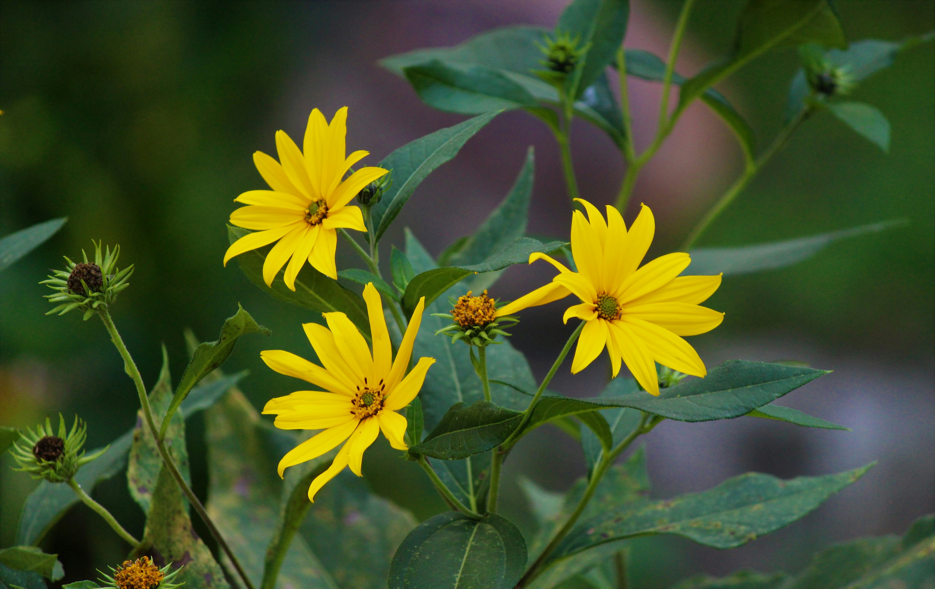 Close-up of vibrant yellow flowers on a green plant