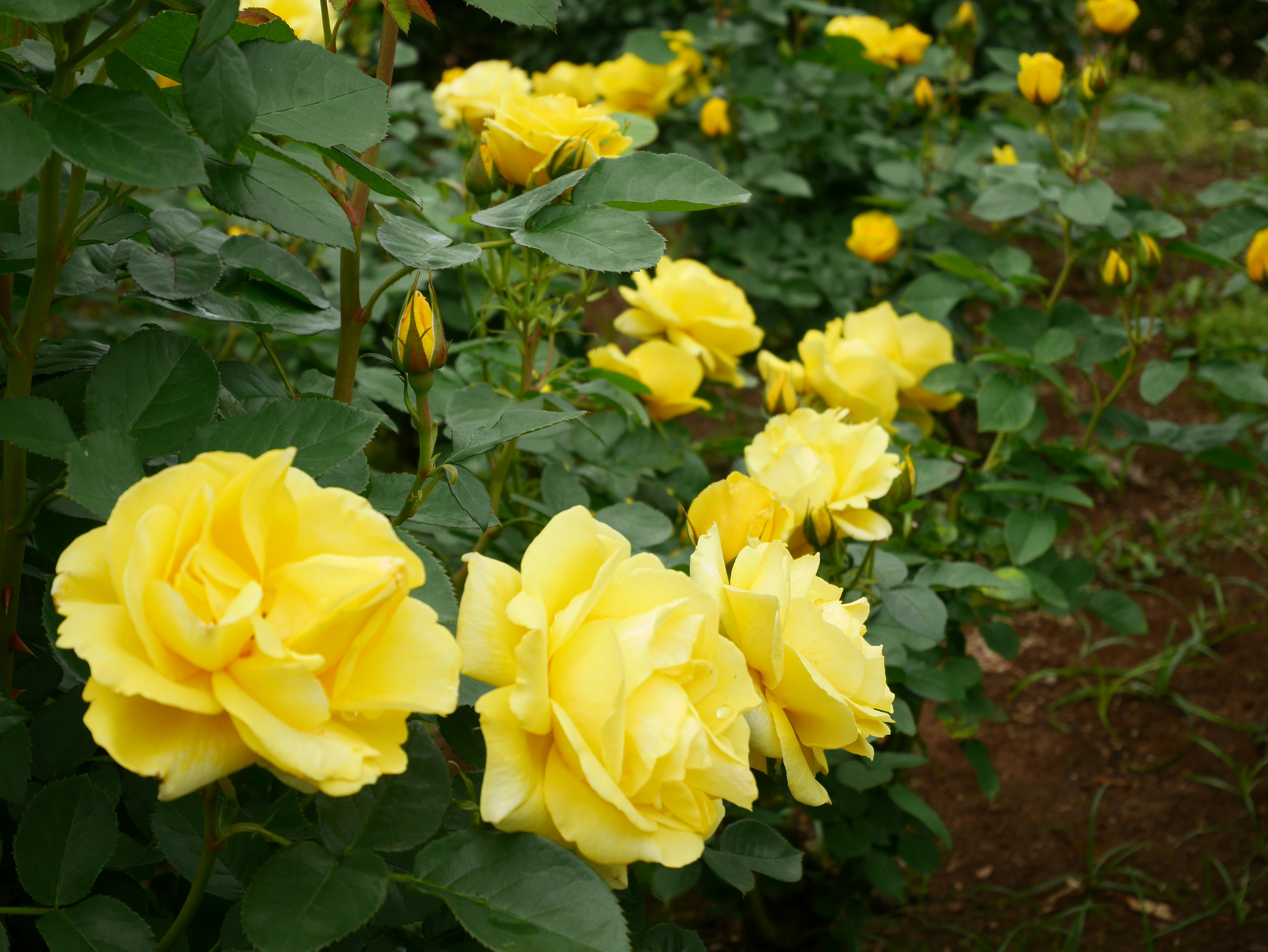 A garden scene with blooming yellow roses