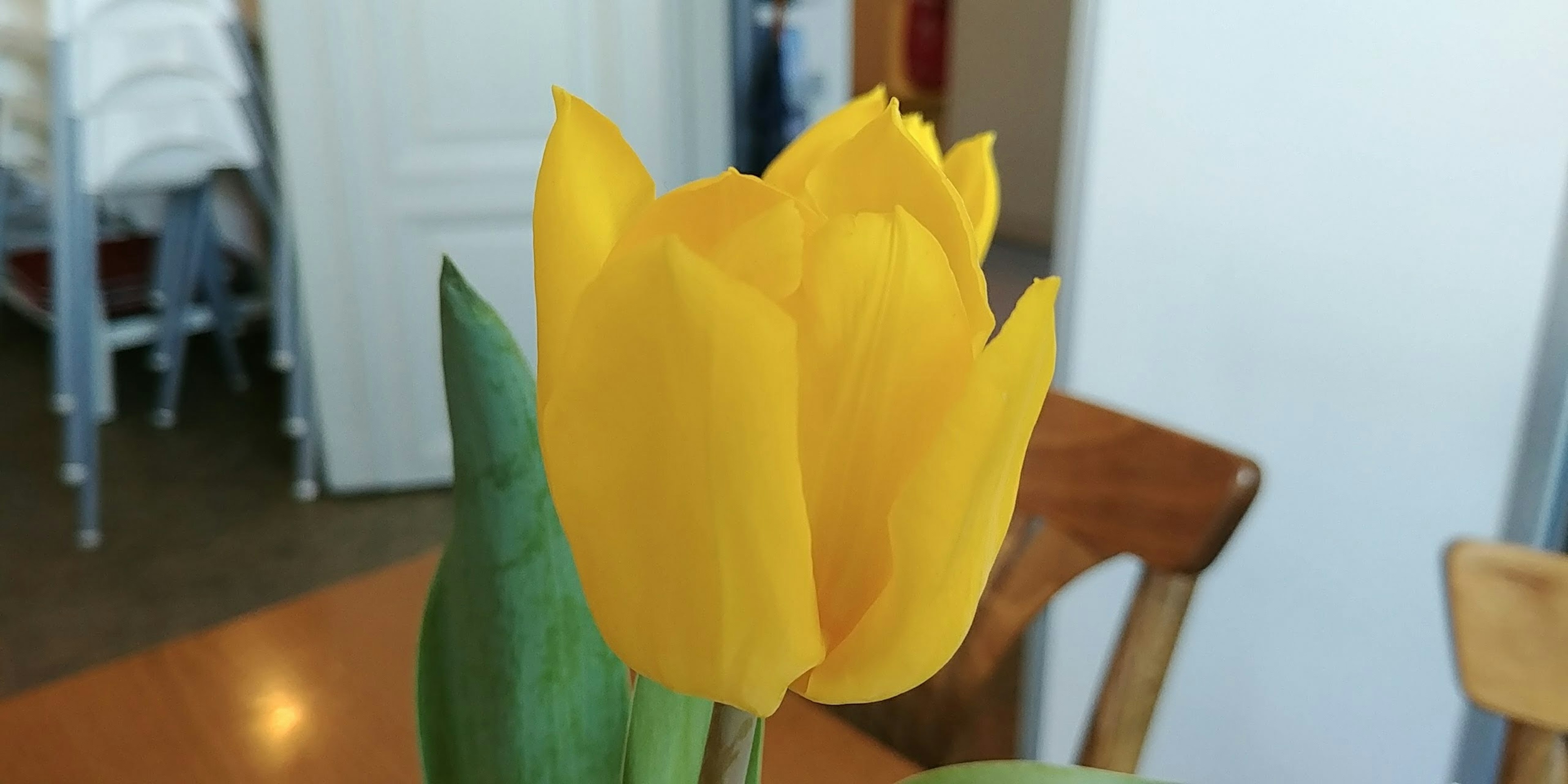 A beautiful yellow tulip flower in bloom