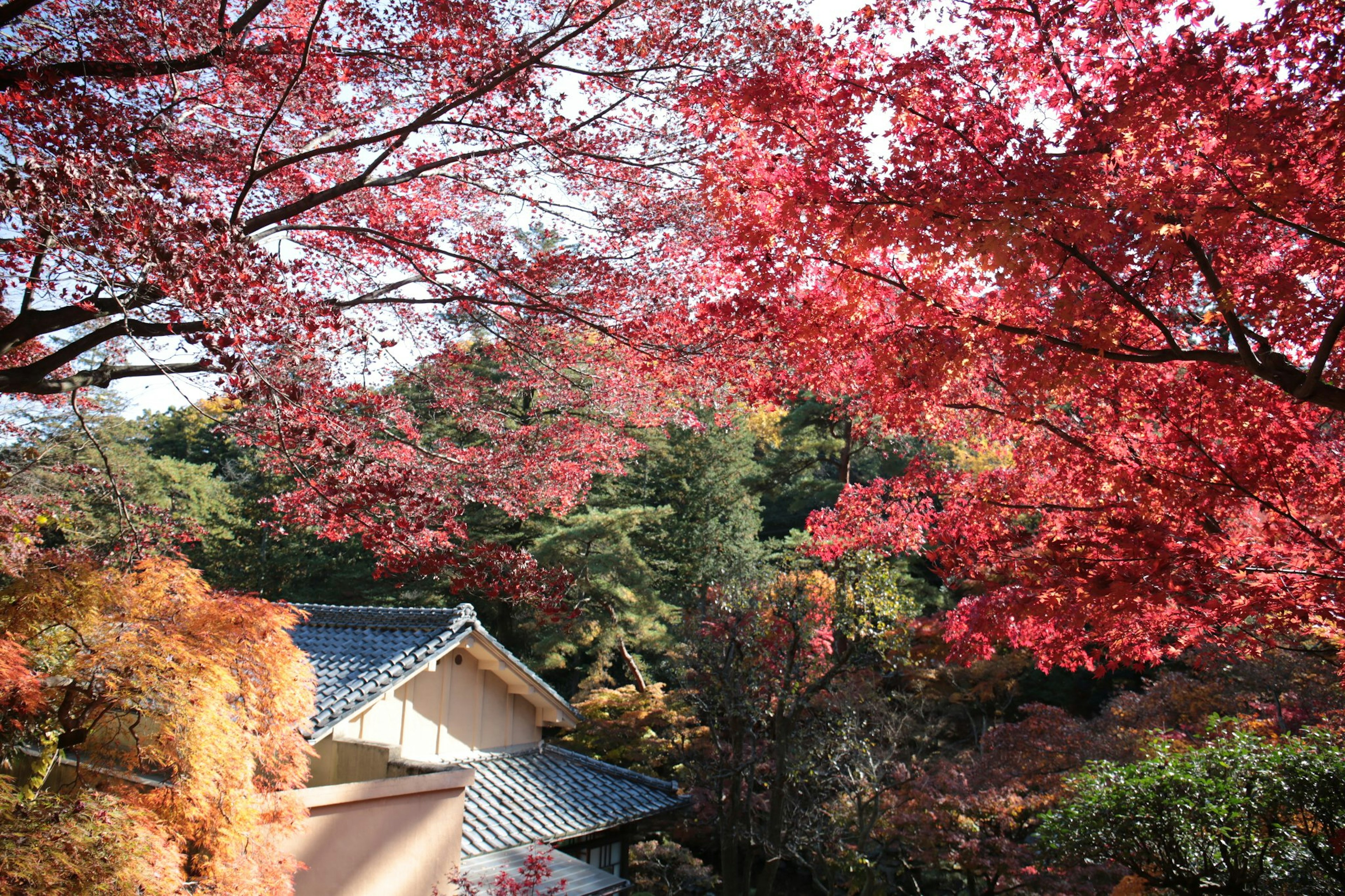 Malersicher Blick auf lebendige Herbstlaub mit traditionellem japanischem Haus