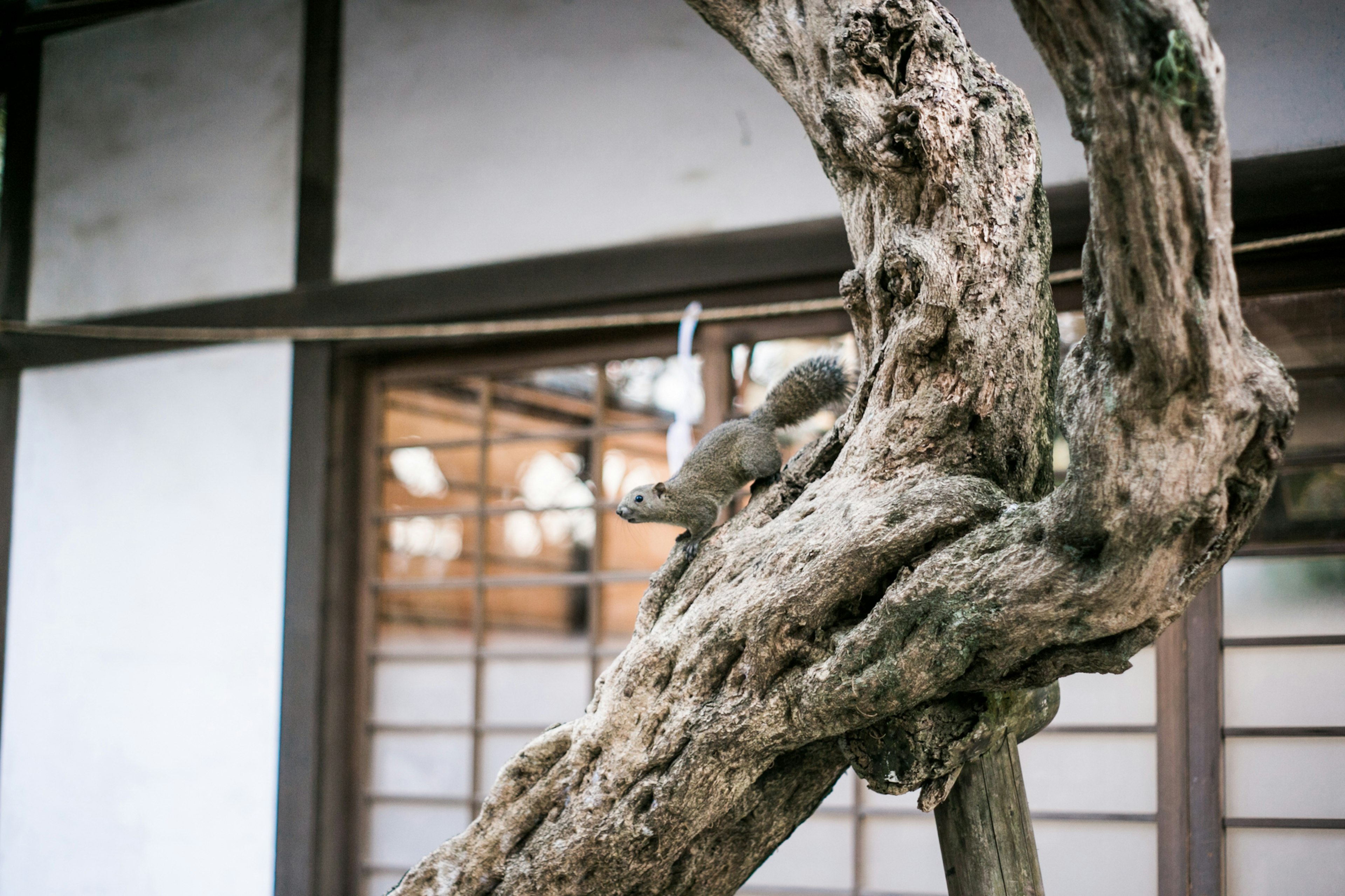 Un tronc d'arbre ancien visible dans un bâtiment traditionnel japonais