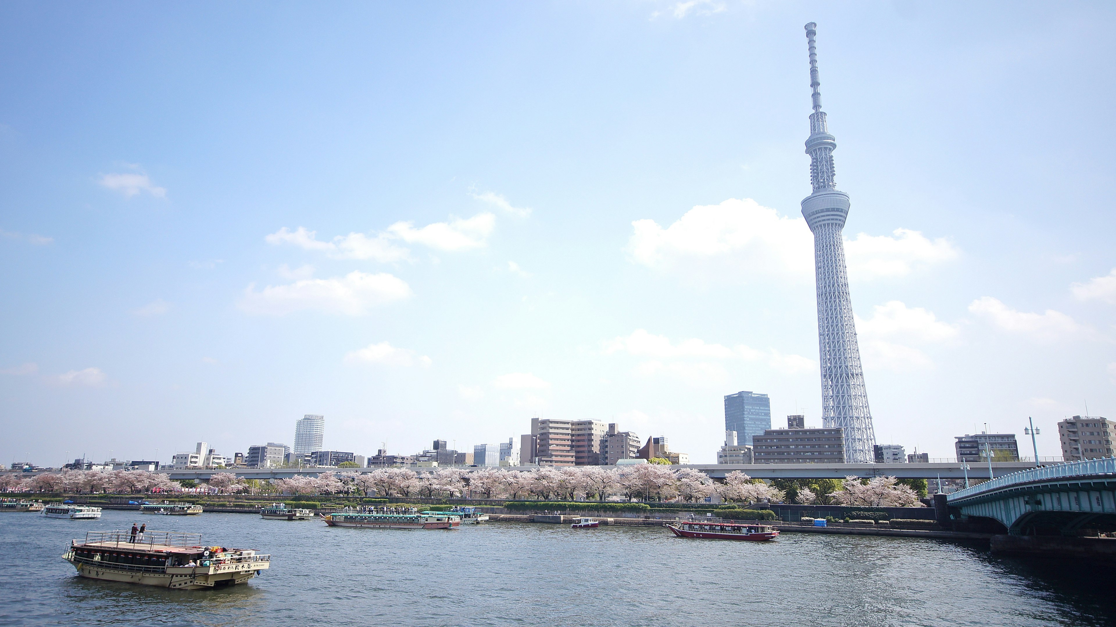 Pemandangan Tokyo Skytree dan pohon sakura di tepi sungai