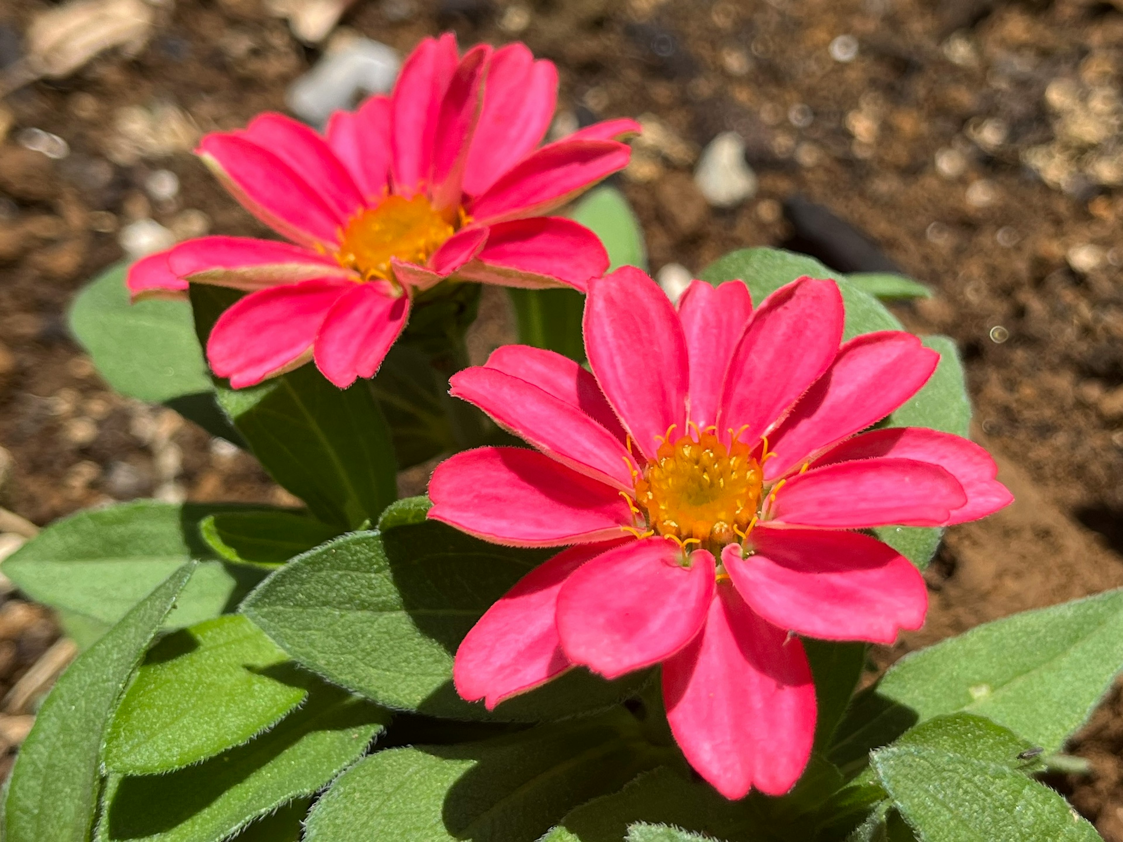 Two vibrant pink flowers blooming with green leaves