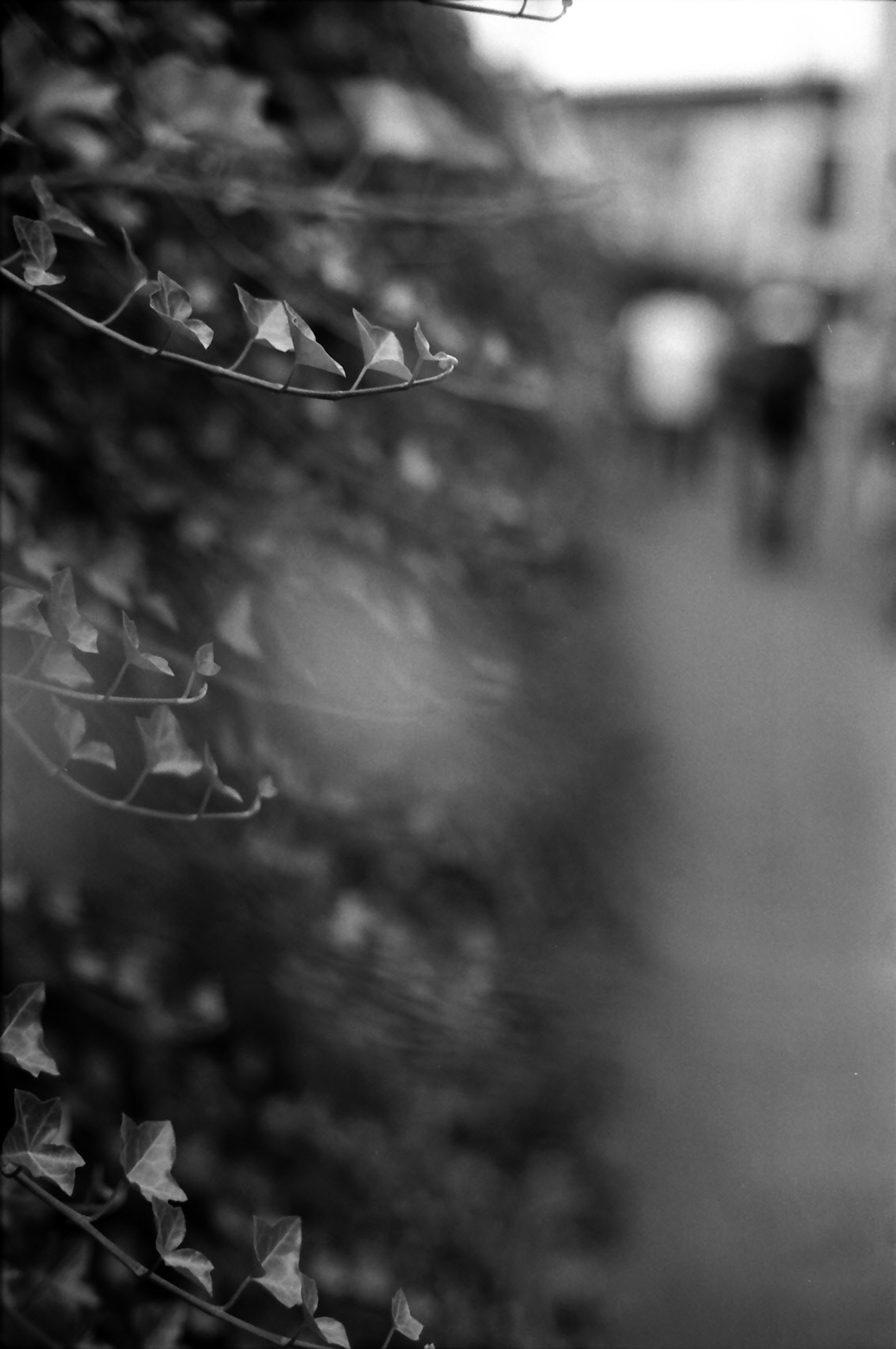 Gros plan de feuilles de lierre en noir et blanc avec des silhouettes floues en arrière-plan