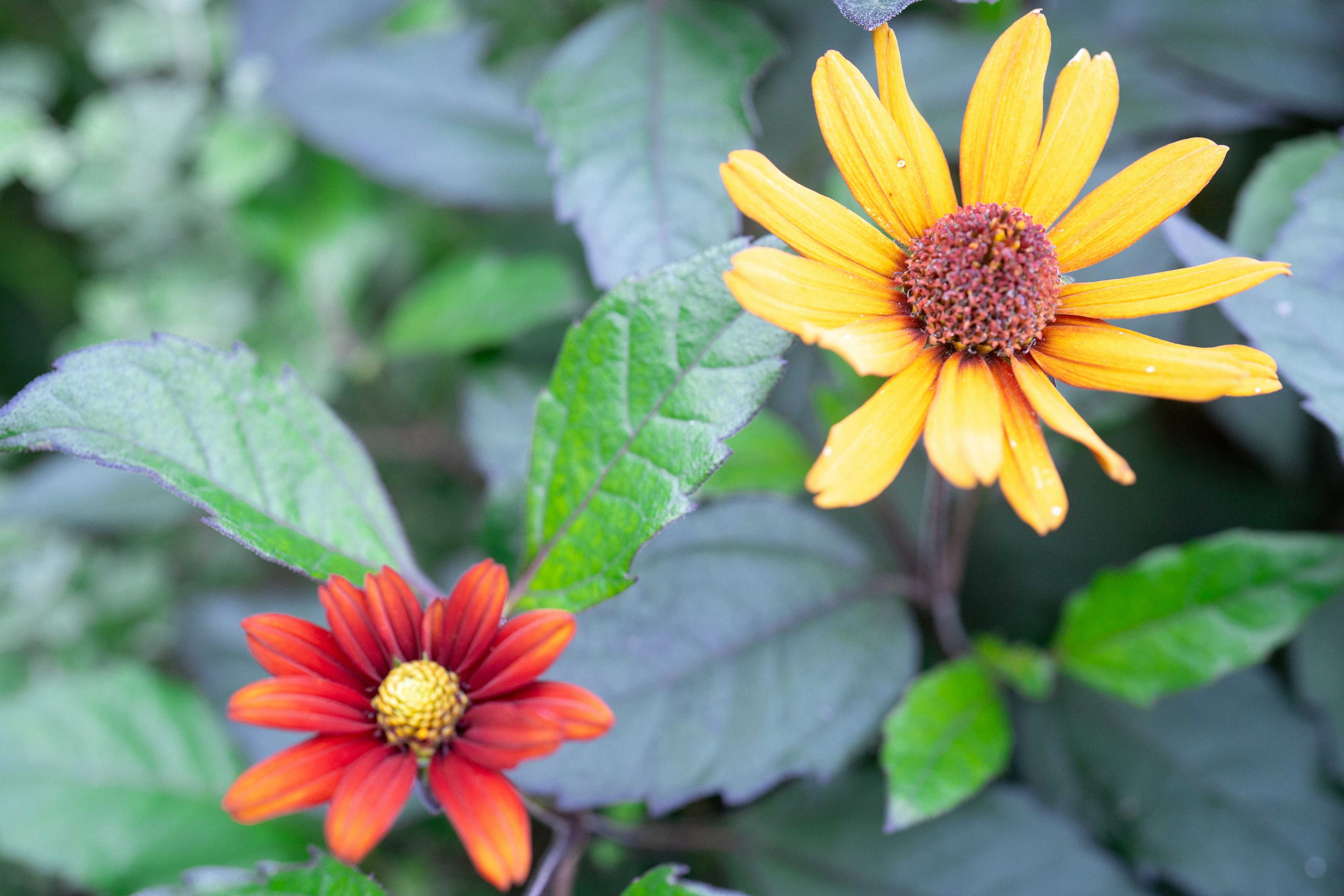 Lebendige gelbe Blume und rote Blume, die zwischen grünen Blättern blühen