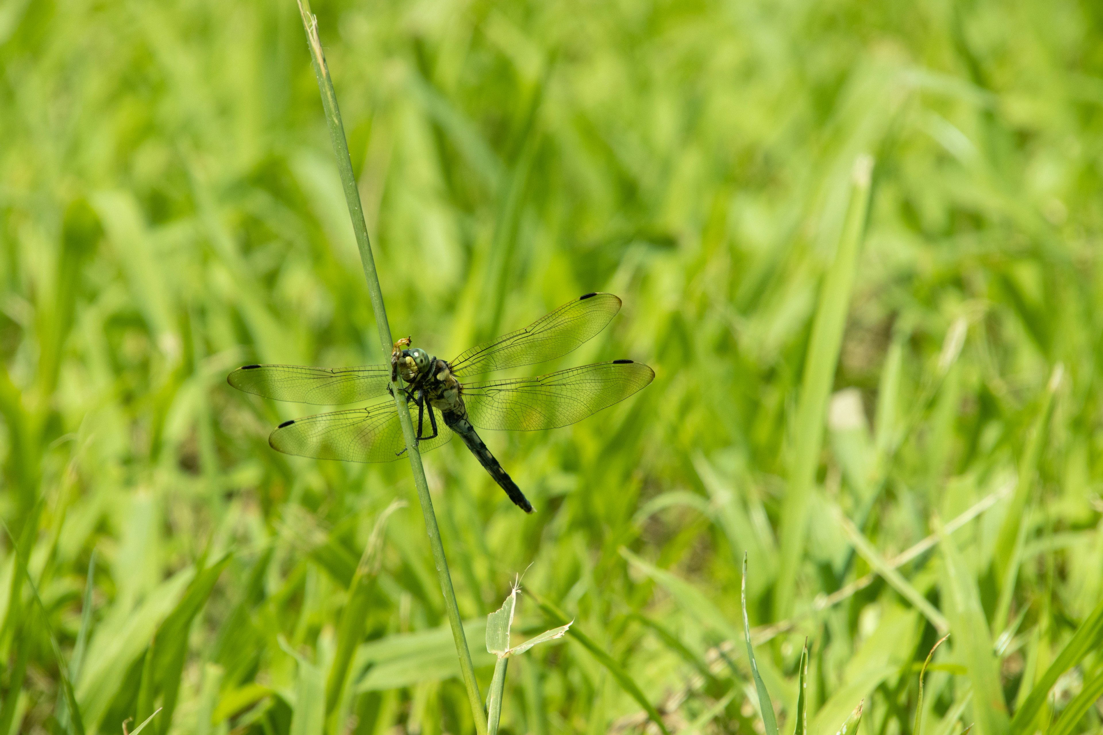 Primo piano di un insetto nell'erba verde