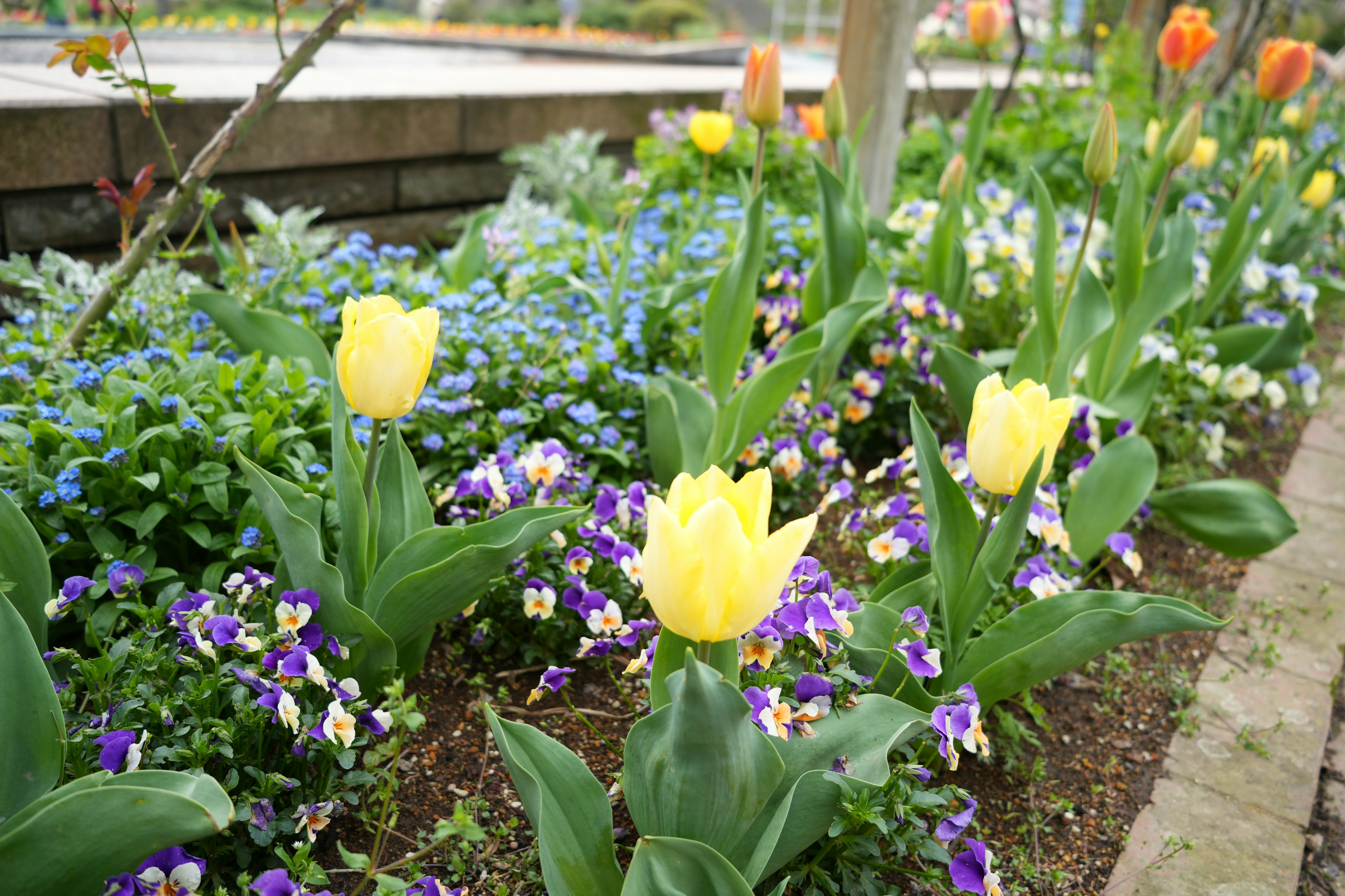 Scena di giardino con tulipani gialli e violette in fiore