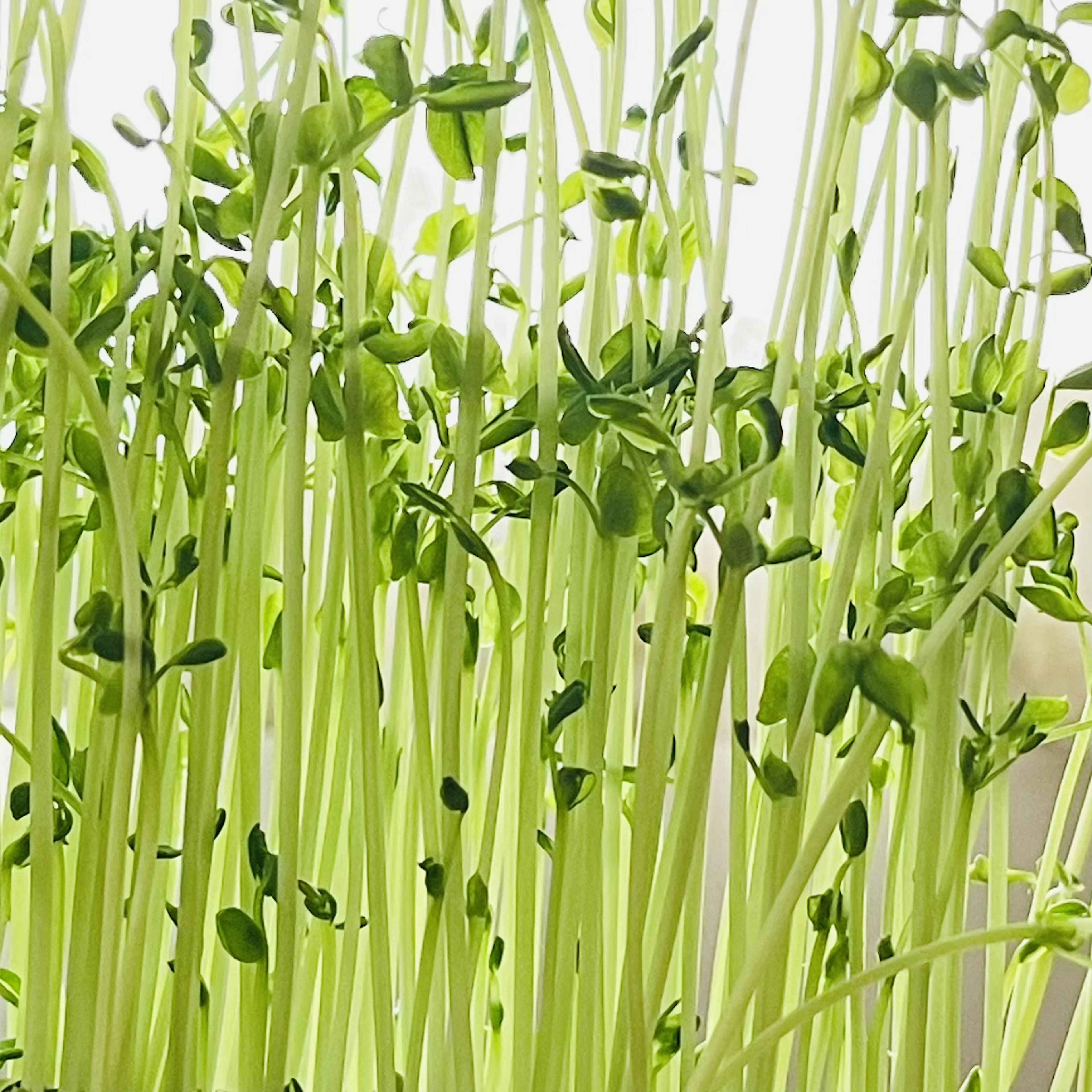 緑色の芽が伸びる新鮮な豆苗の群生